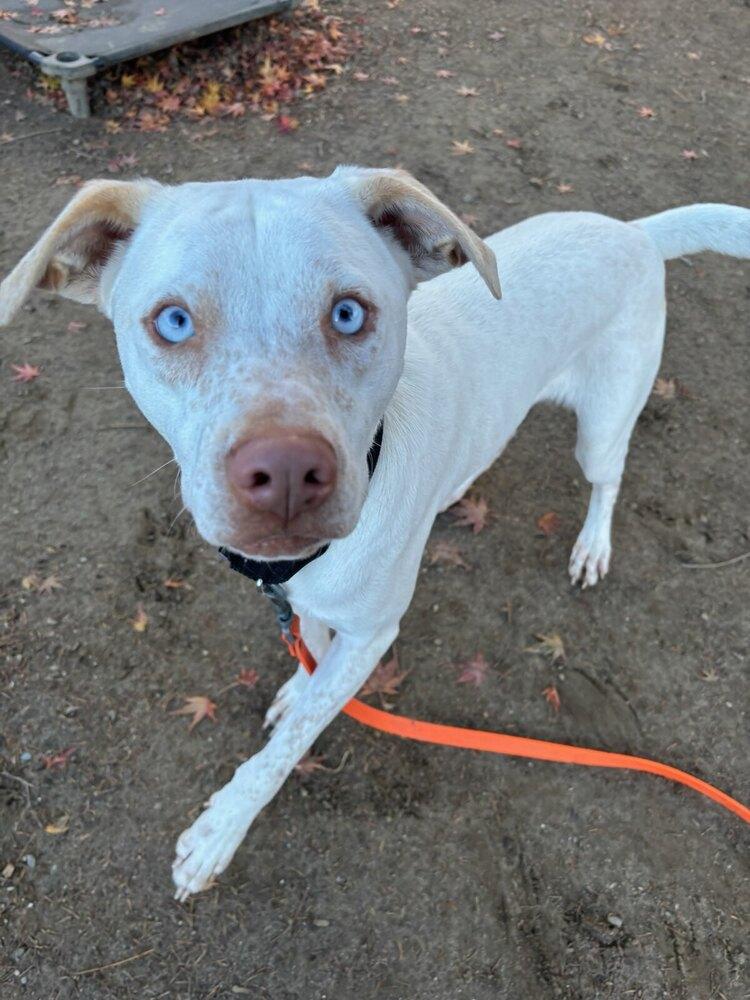 AC - Aero — thumbnail 6