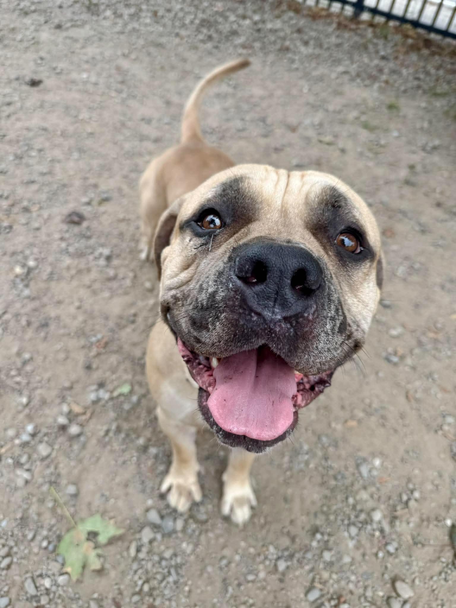 Enlarge Tank, a Adoptable Boerboel in Buffalo, NY image 2/6