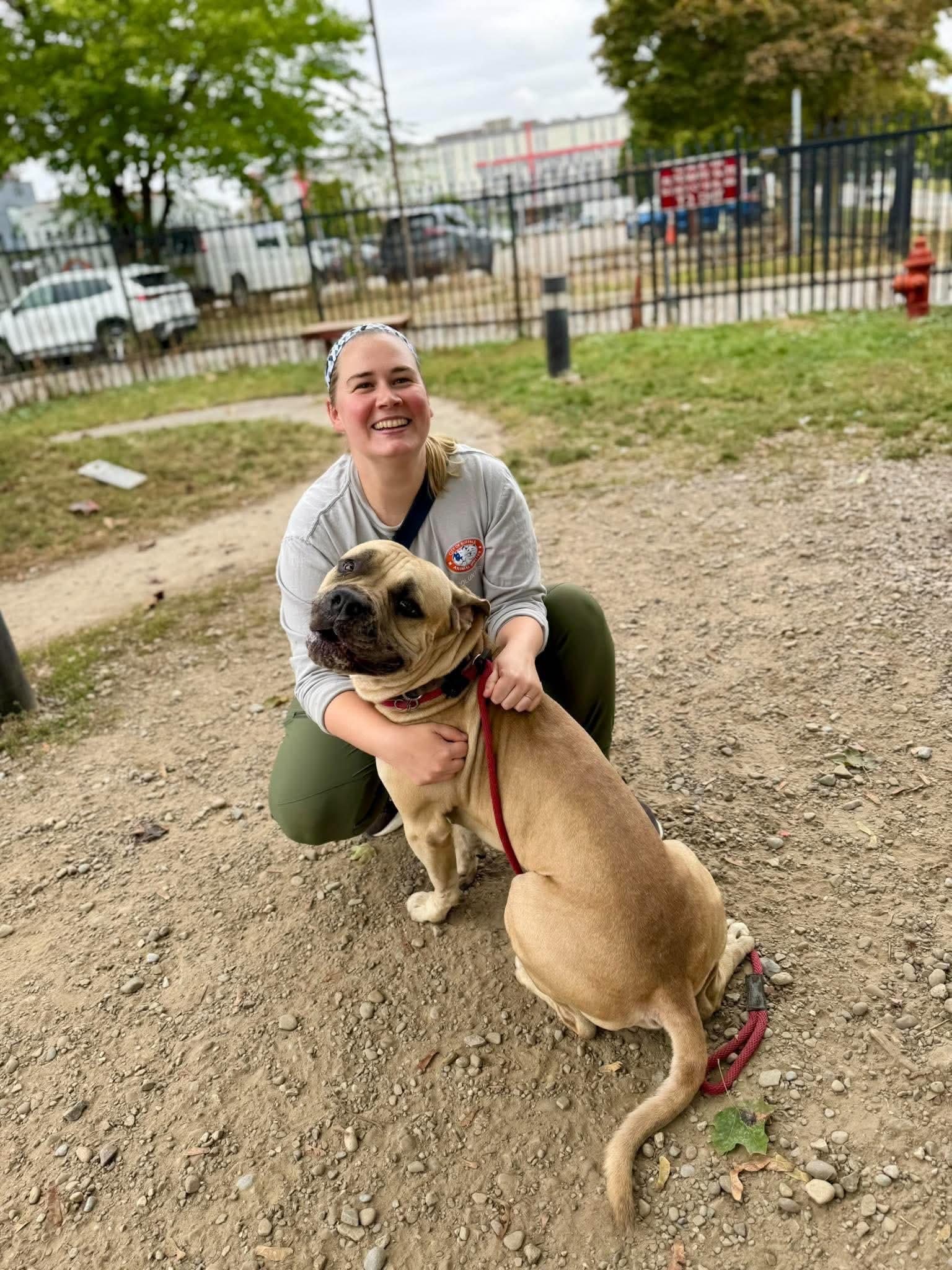 Enlarge Tank, a Adoptable Boerboel in Buffalo, NY image 4/6