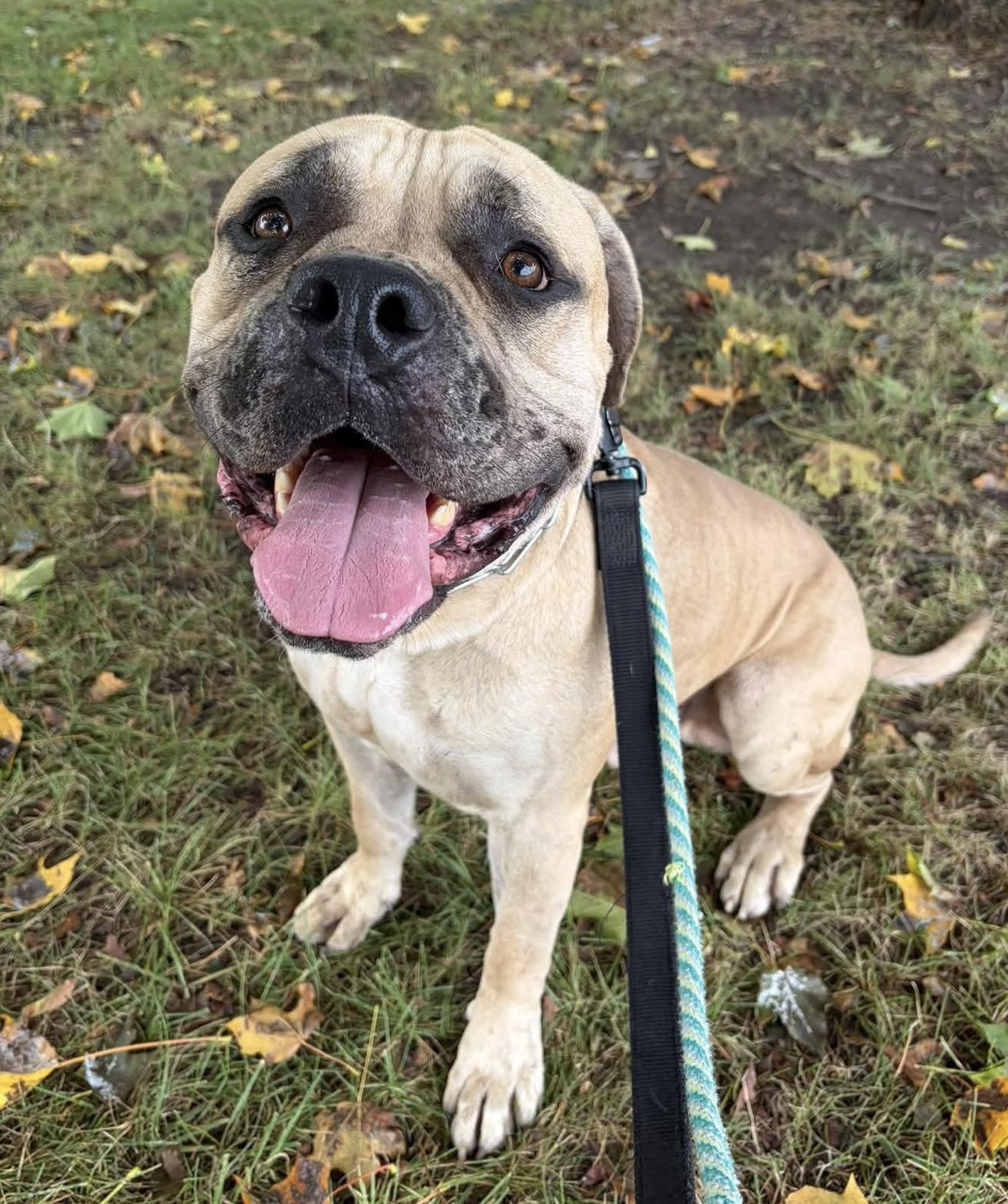Enlarge Tank, a Adoptable Boerboel in Buffalo, NY image 1/6