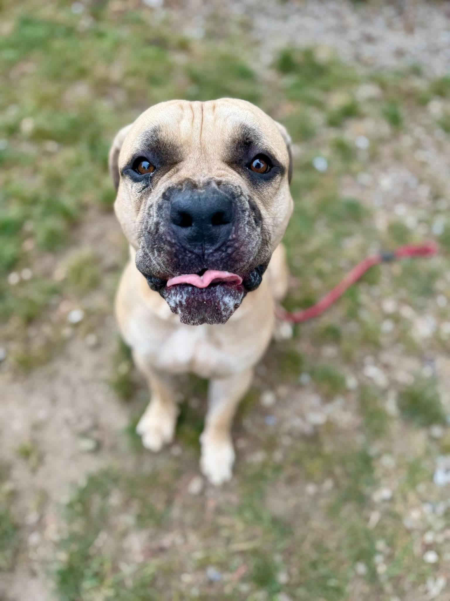 Enlarge Tank, a Adoptable Boerboel in Buffalo, NY image 5/6