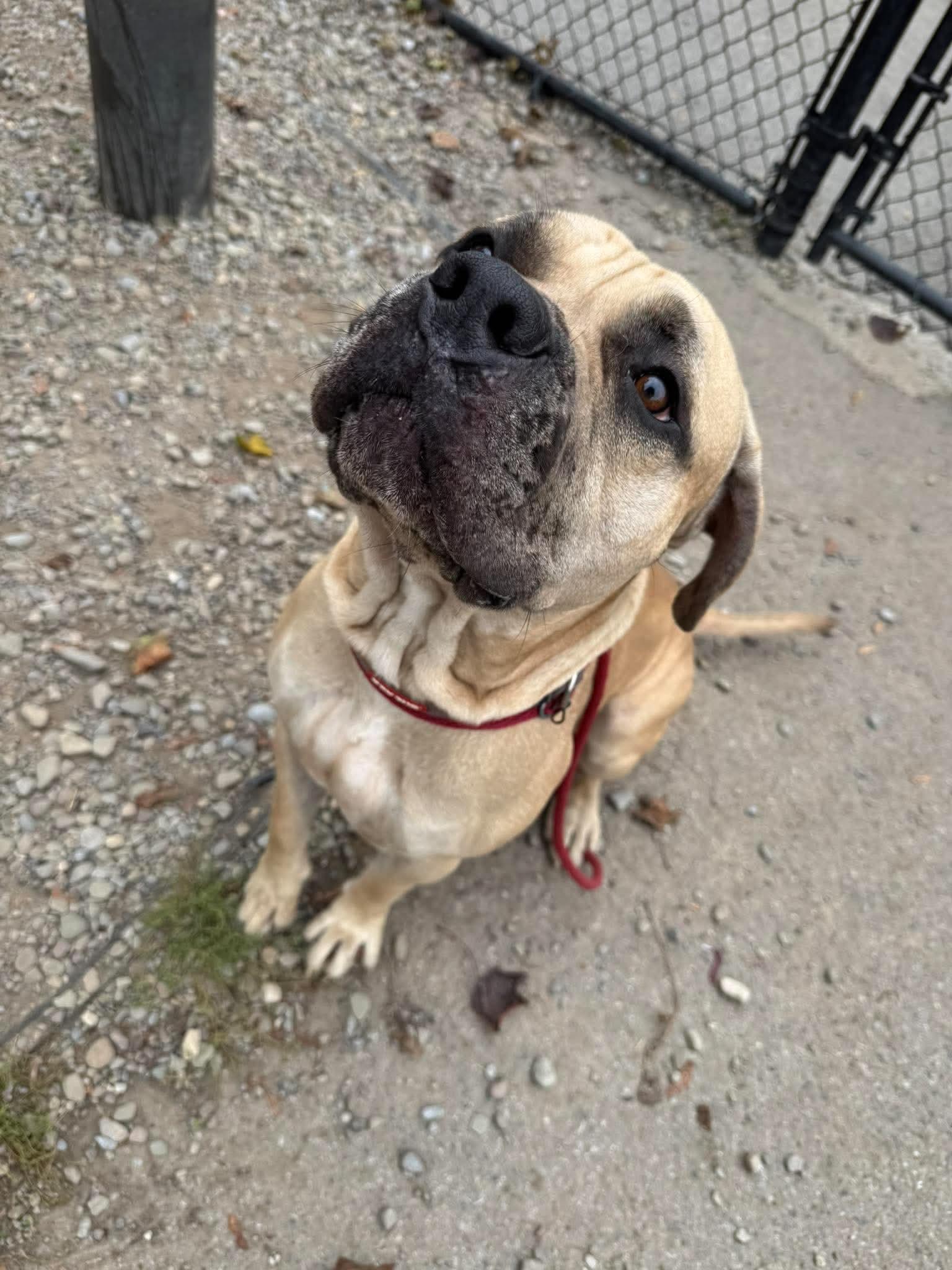 Enlarge Tank, a Adoptable Boerboel in Buffalo, NY image 6/6