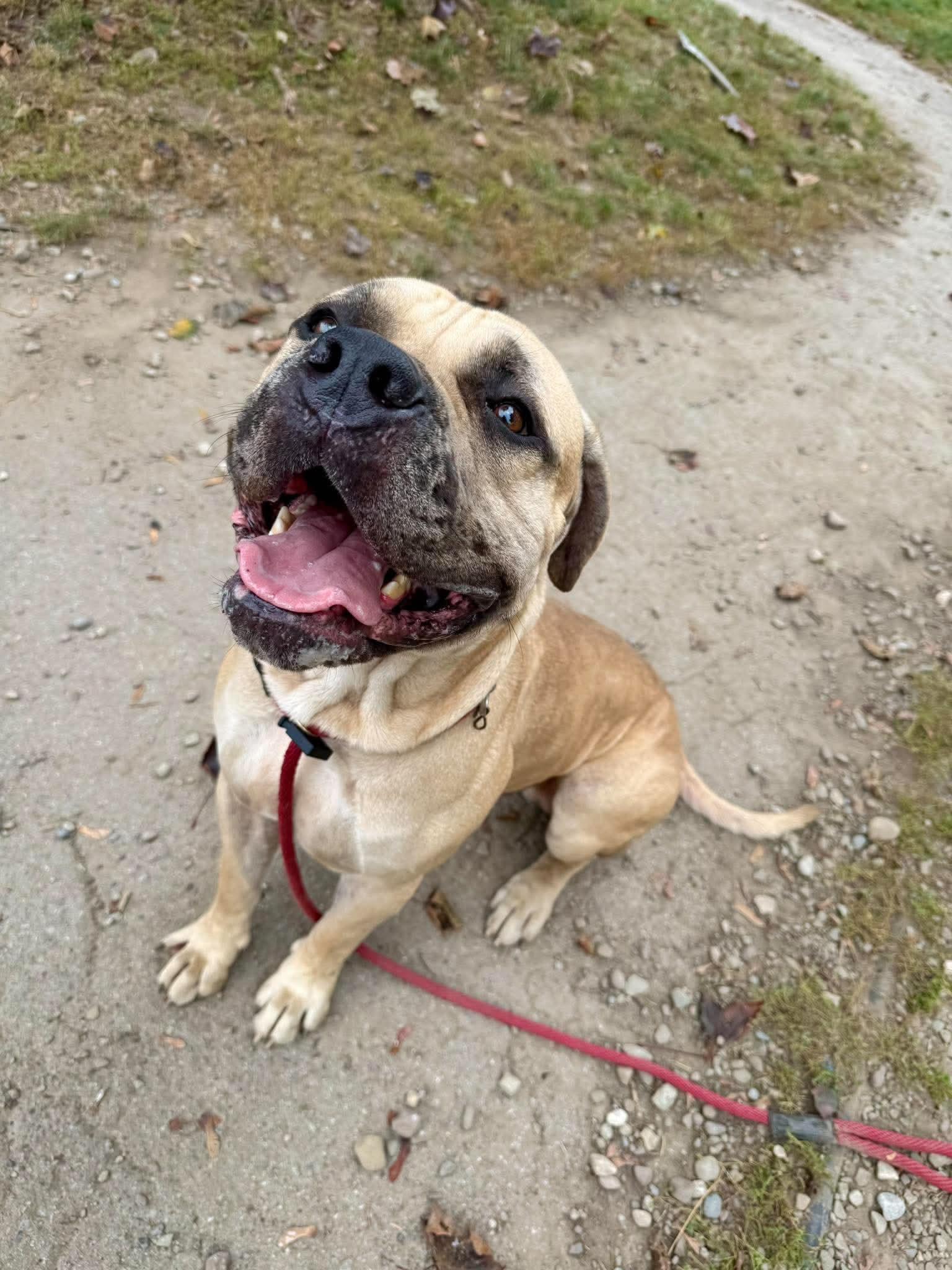 Enlarge Tank, a Adoptable Boerboel in Buffalo, NY image 3/6