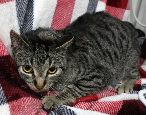 Ejiro, Adoptable, Adult Female Domestic Short Hair.