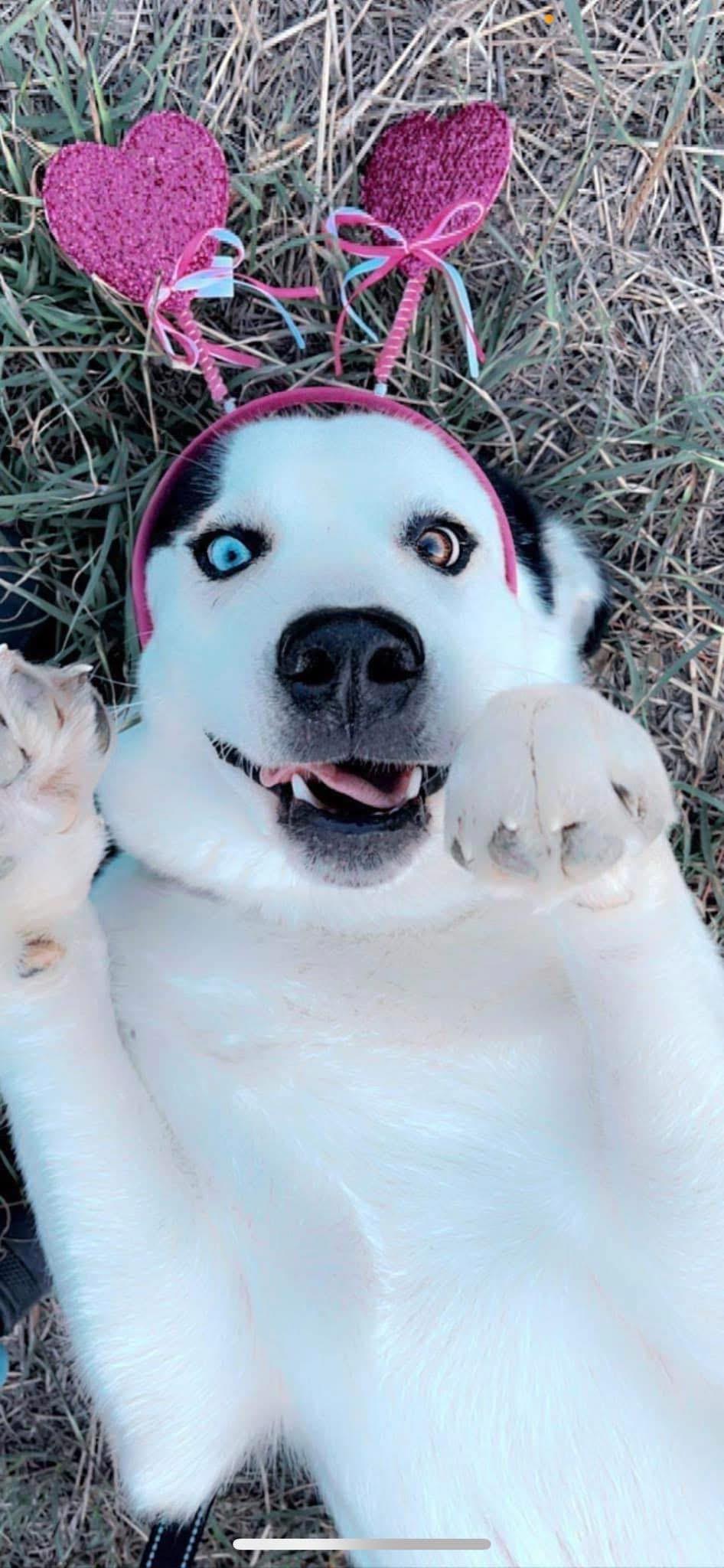 Benny (Out of State), Adoptable, Adult Male Husky.