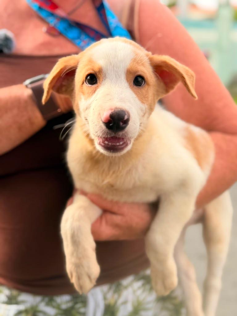 Bandit, adopted, Puppy Male Hound.