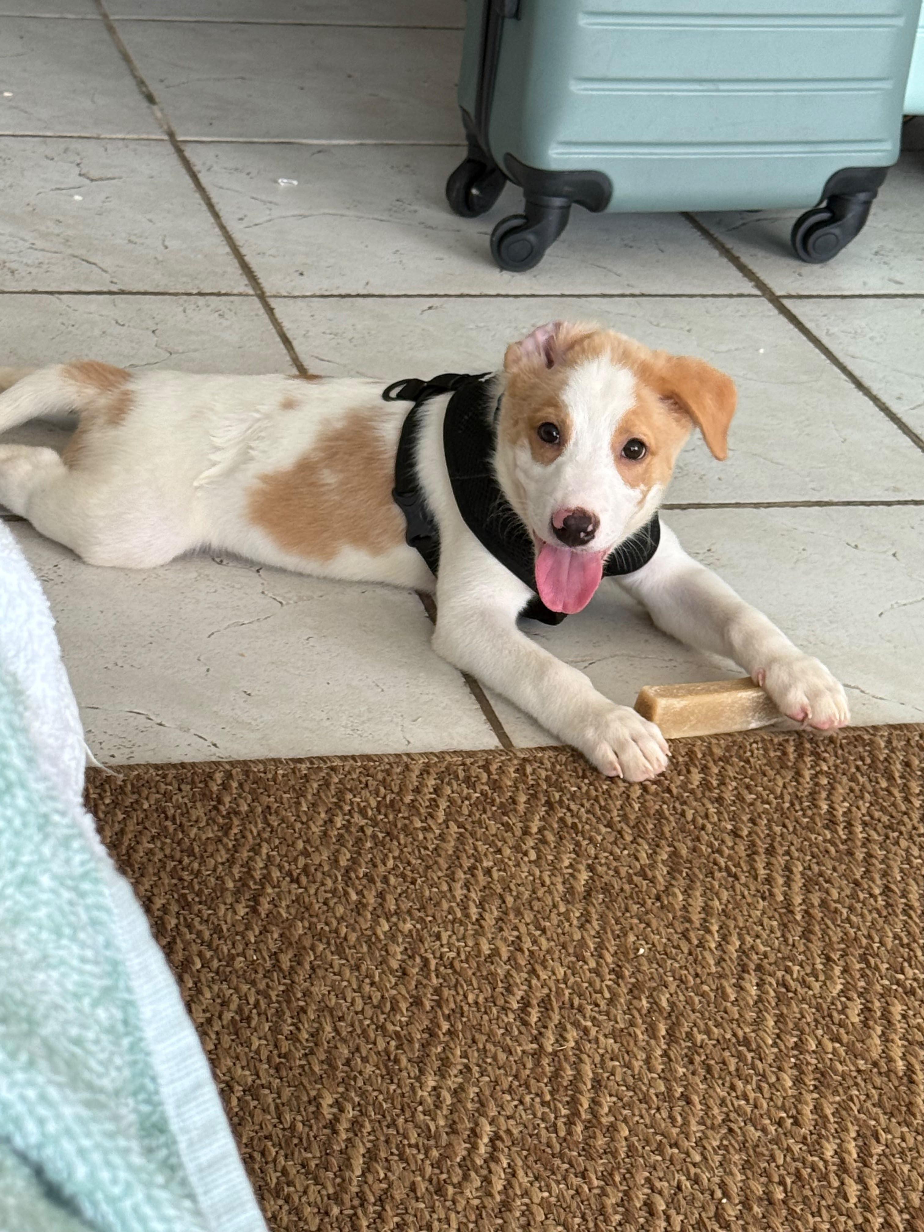 Bandit, an adopted mixed breed in Pleasant Valley, NY image 3/3