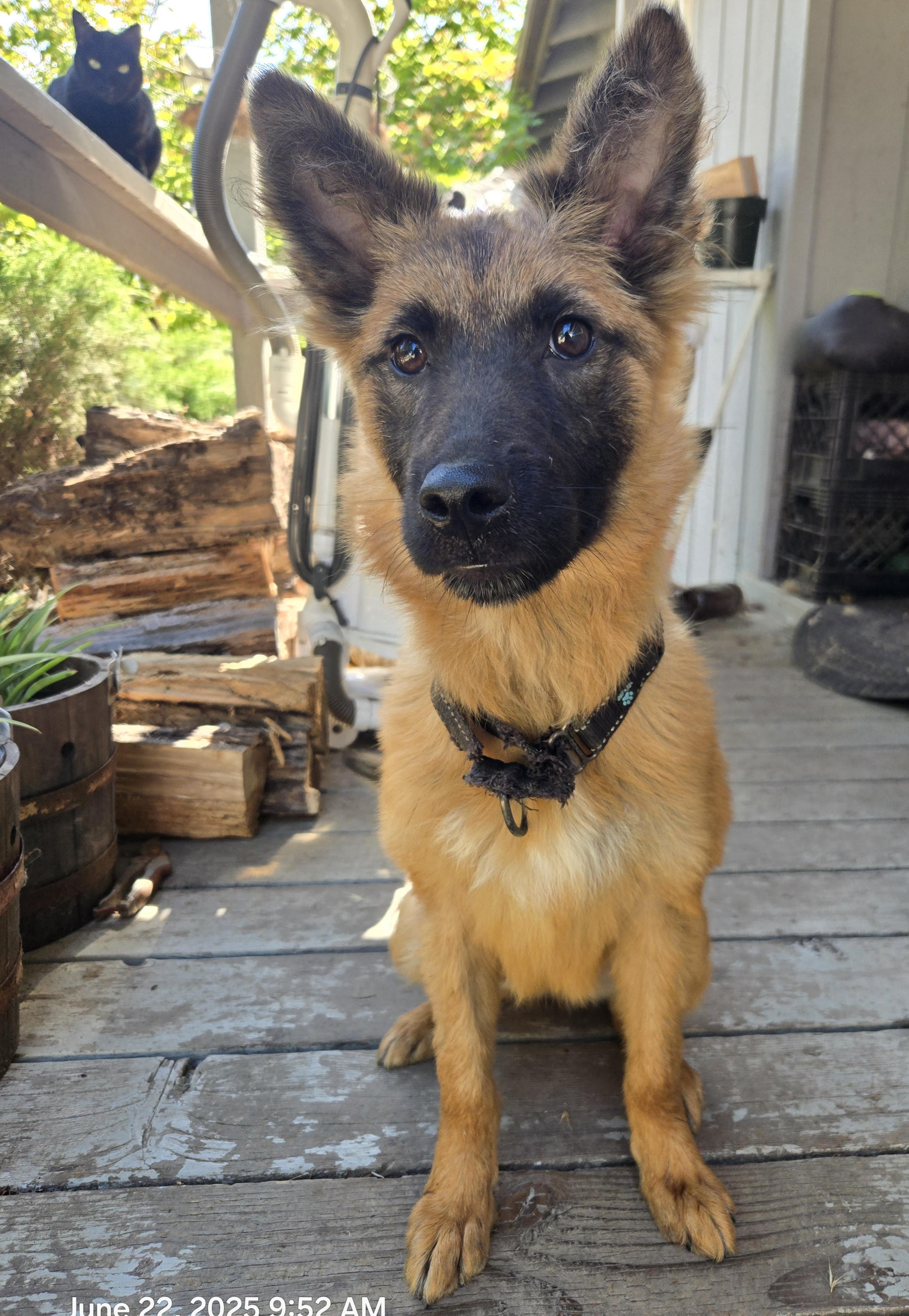 Tatoe, an adoptable Shepherd in Hoopa, CA, 95546 | Photo Image 2
