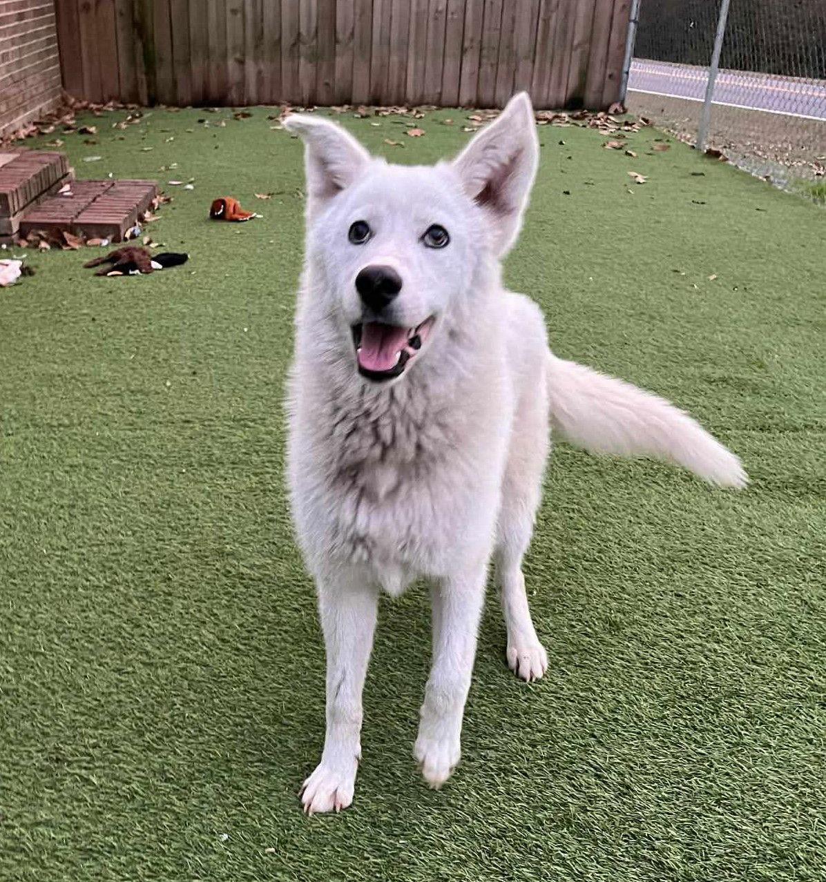 Eve, Adoptable, Young Female Siberian Husky & German Shepherd Dog.