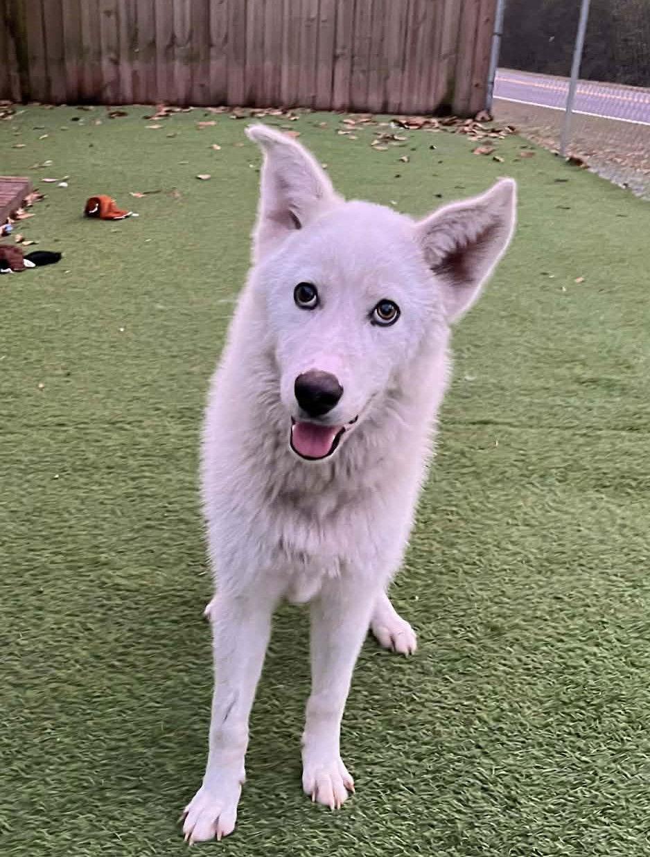 Enlarge Eve, a Adoptable mixed breed in Cumming, GA image 2/3