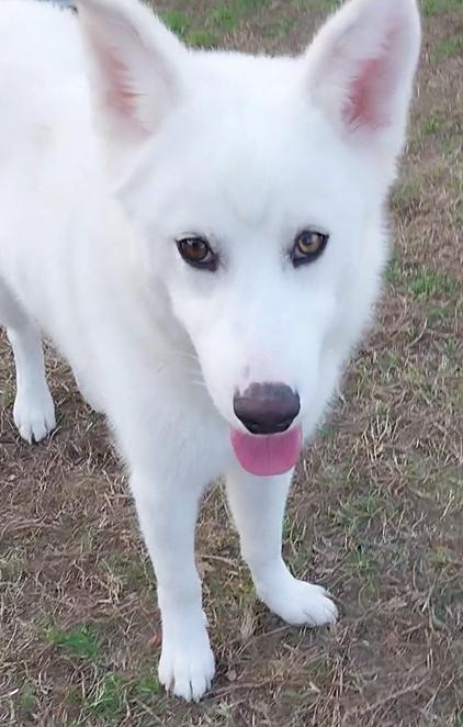 Enlarge Eve, a Adoptable mixed breed in Cumming, GA image 3/3