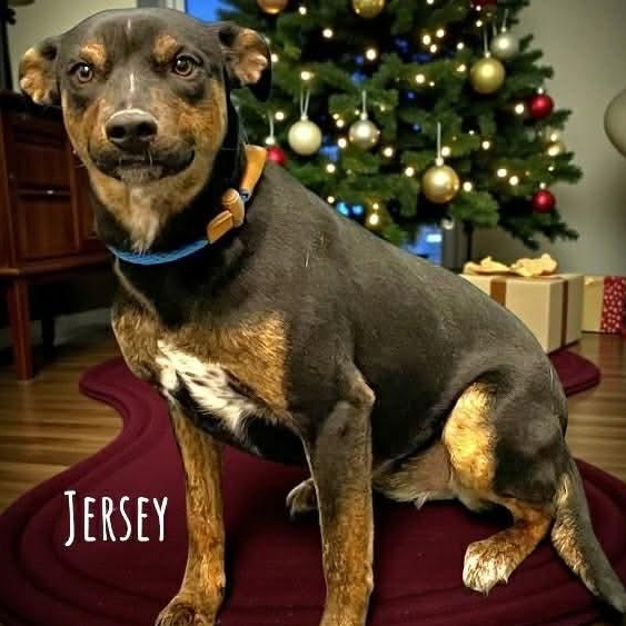 Jersey, ADOPTABLE, Puppy Female Terrier & Mixed Breed.