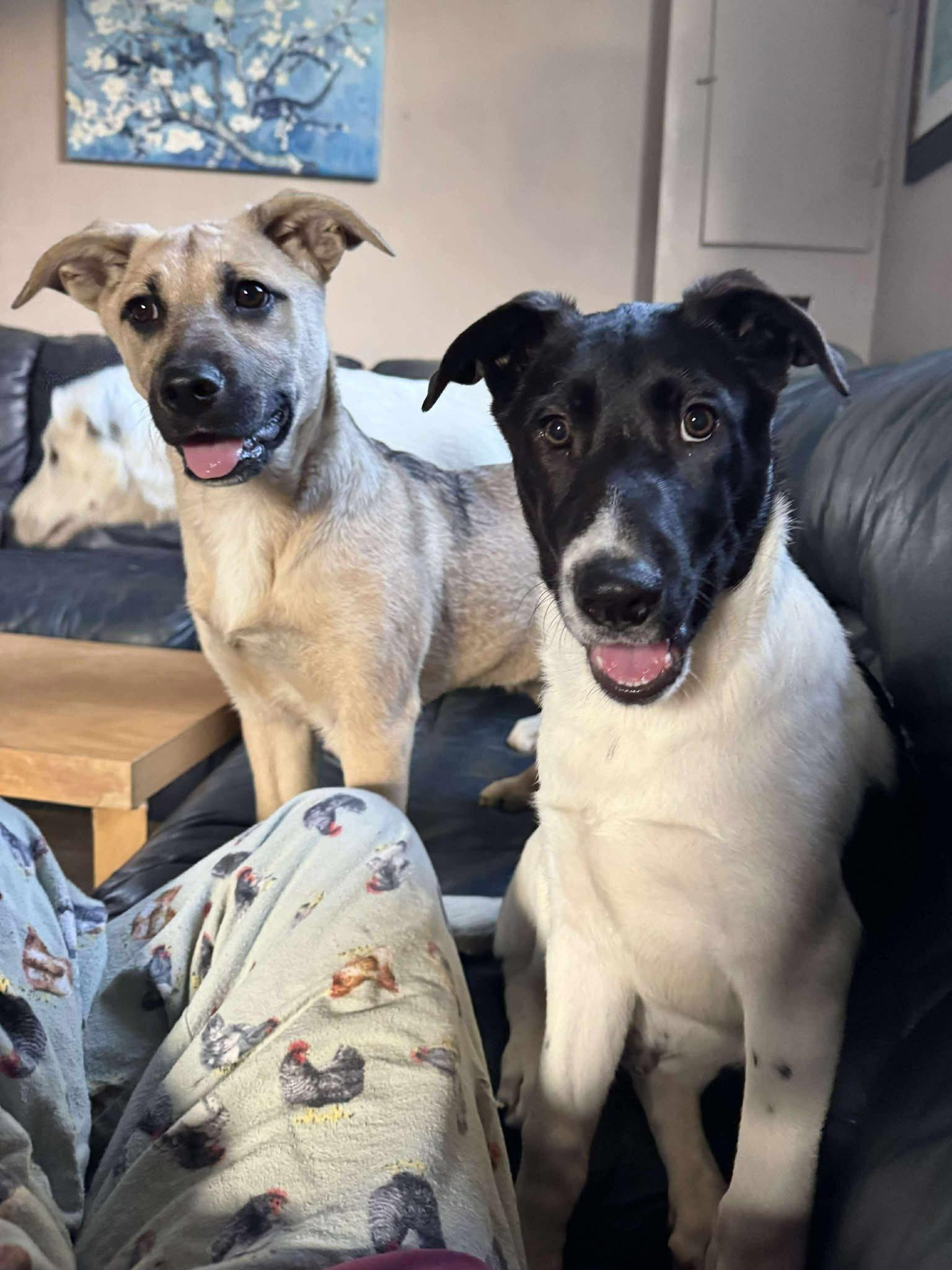 Armageddon, Adoptable, Puppy Male Mixed Breed.