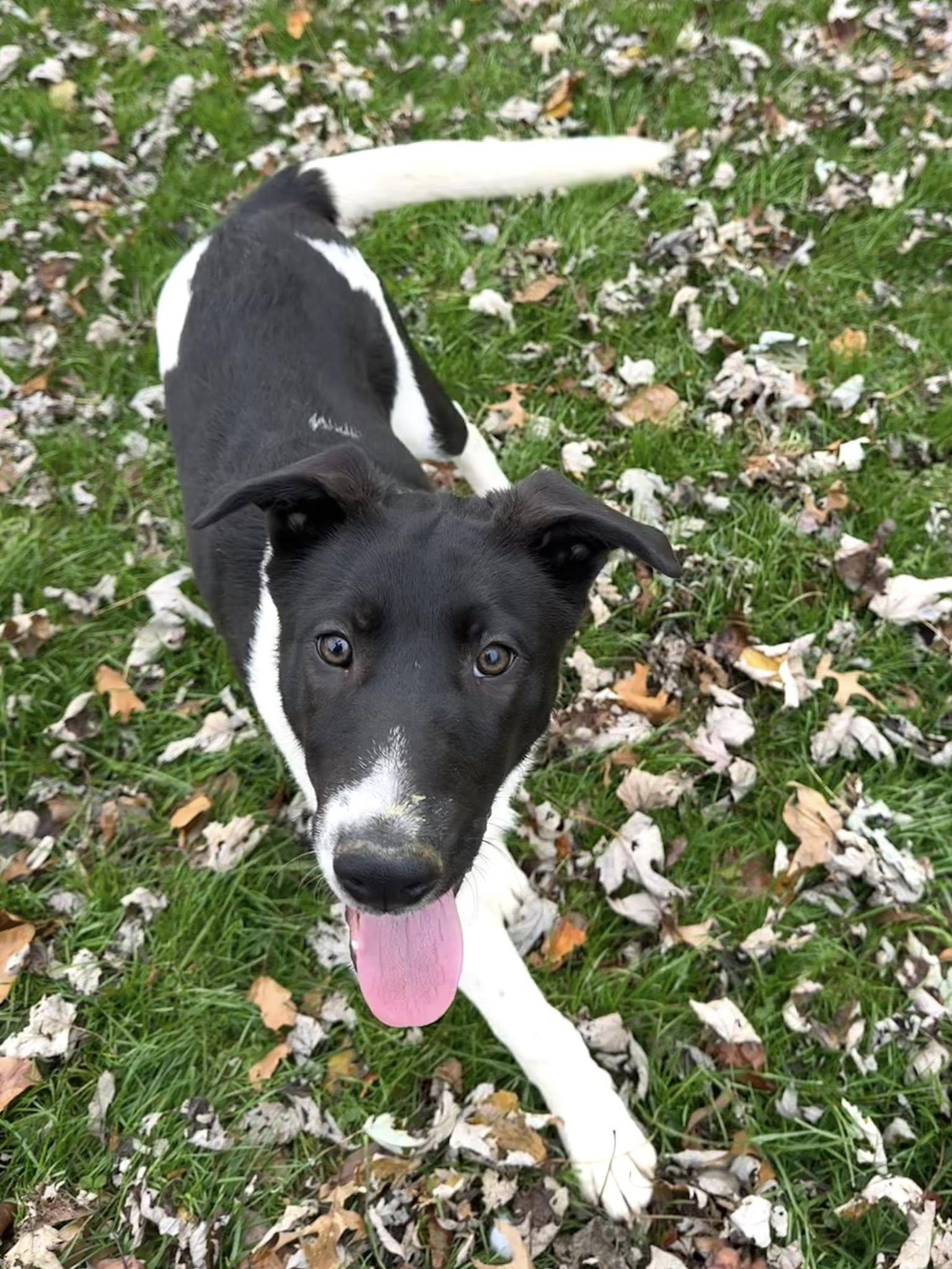 Enlarge Armageddon, a Adoptable Mixed Breed in Salisbury, MD image 2/3