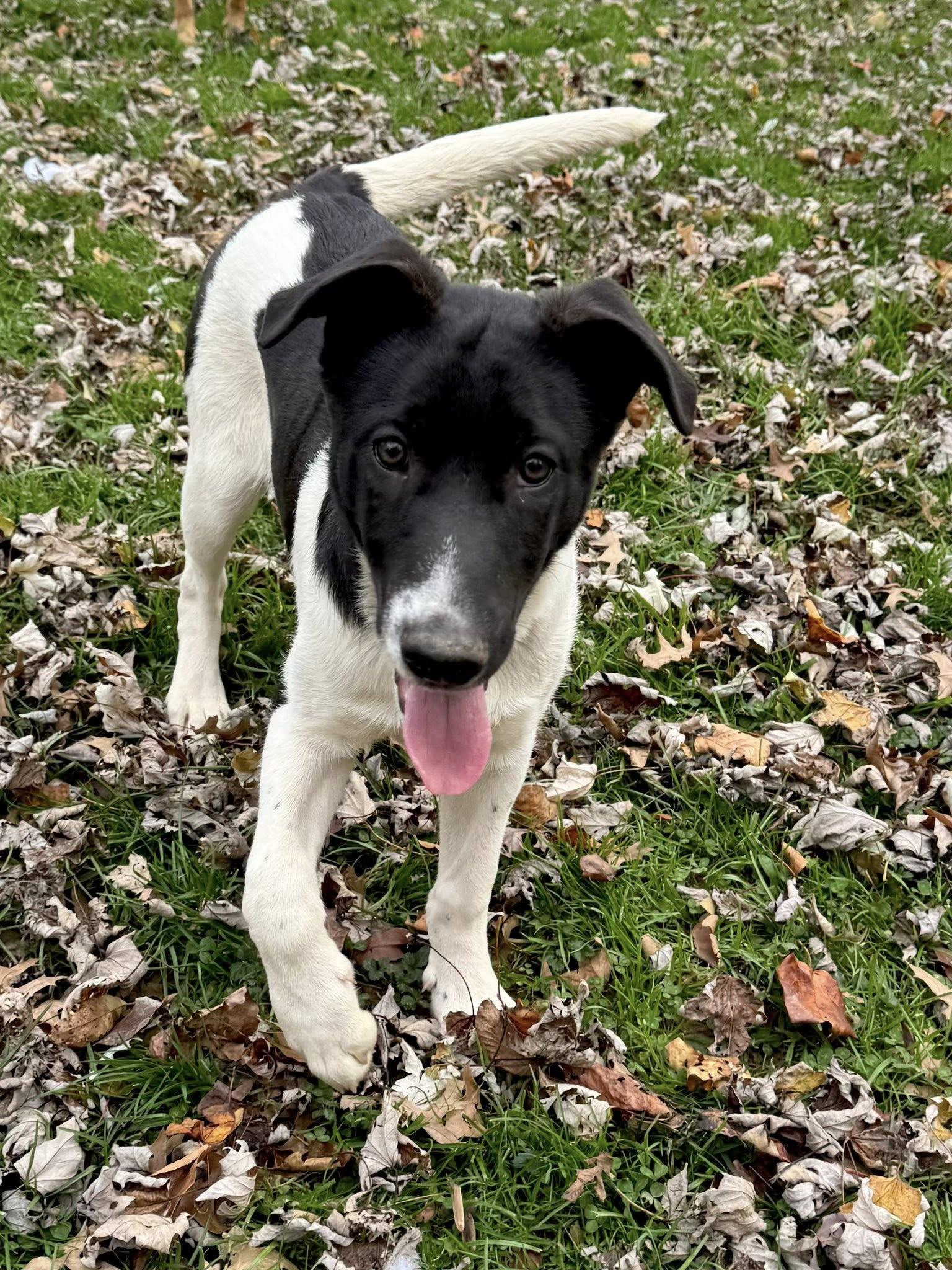 Enlarge Armageddon, a Adoptable Mixed Breed in Salisbury, MD image 3/3