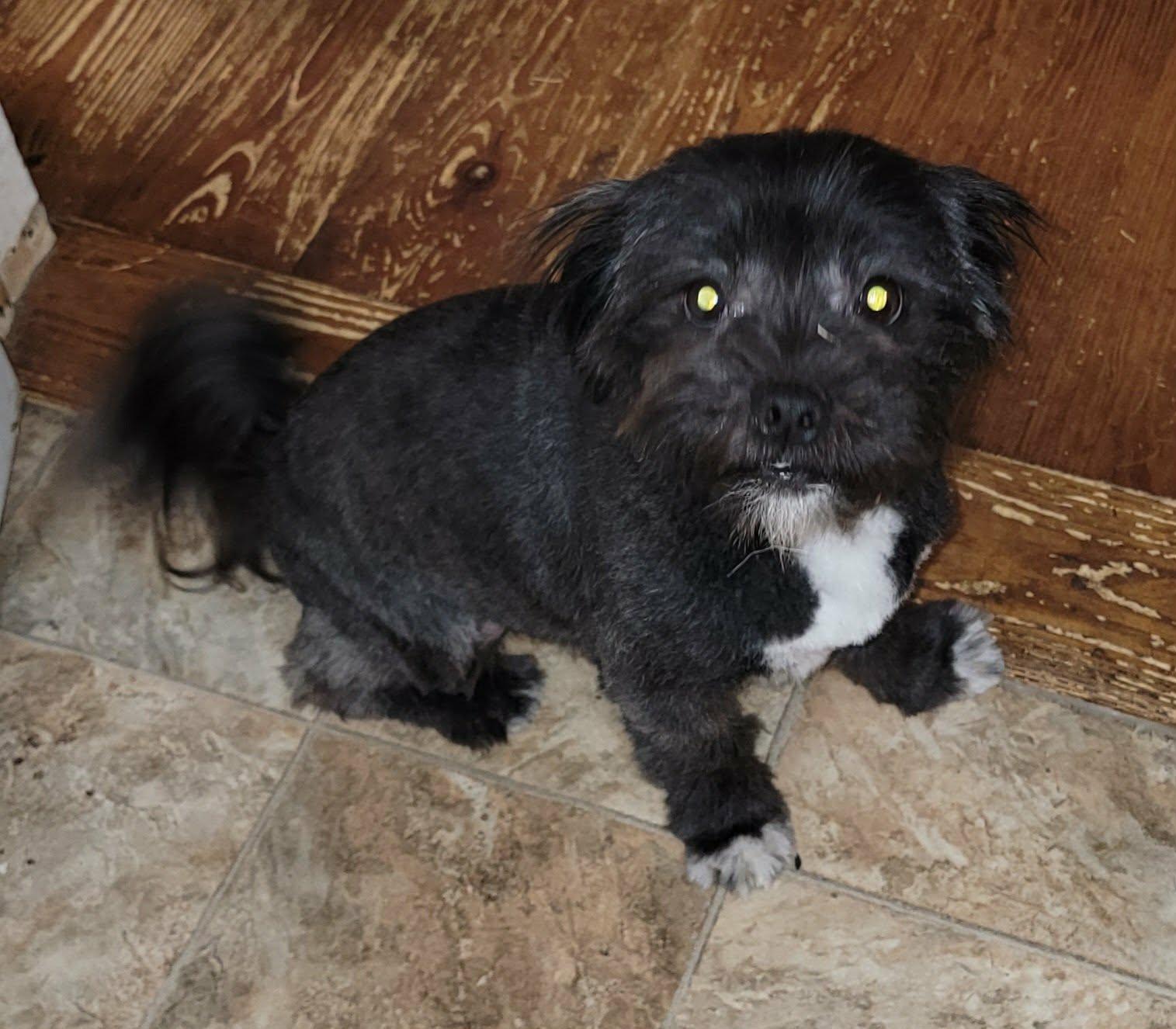 Enlarge Teddy, a ADOPTABLE mixed breed in Van Alstyne, TX image 5/6