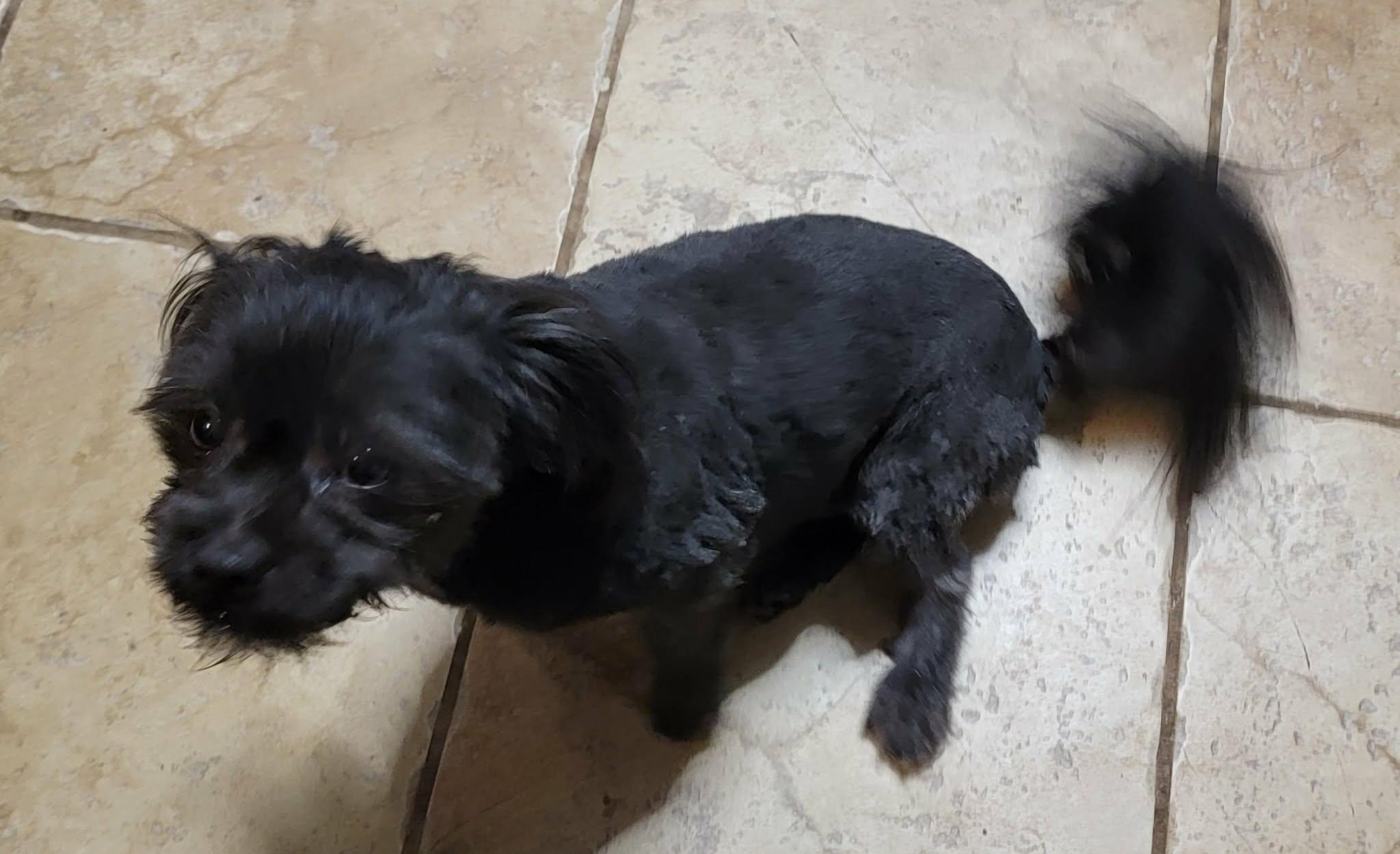 Enlarge Teddy, a ADOPTABLE mixed breed in Van Alstyne, TX image 4/6