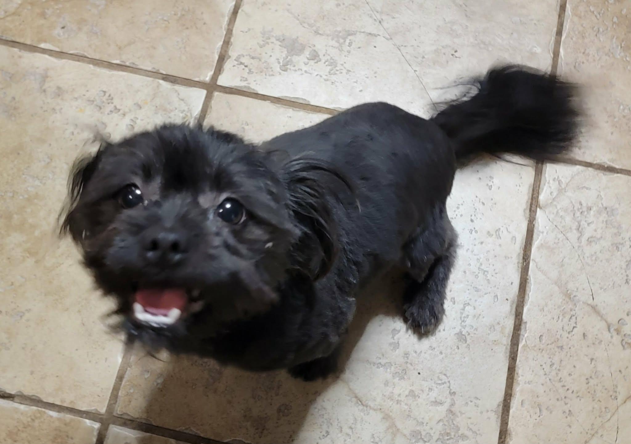 Enlarge Teddy, a ADOPTABLE mixed breed in Van Alstyne, TX image 1/6