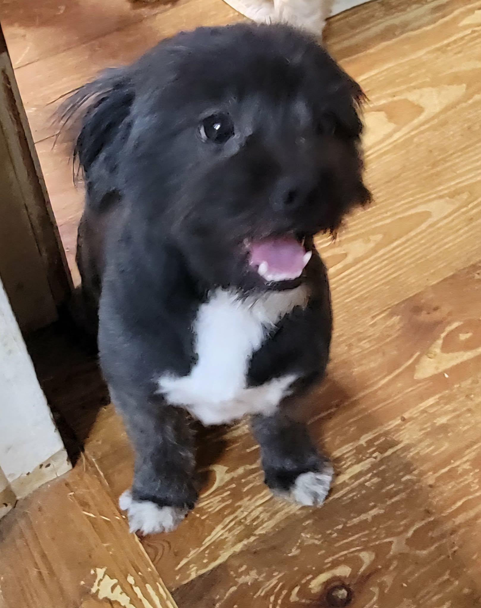 Enlarge Teddy, a ADOPTABLE mixed breed in Van Alstyne, TX image 2/6