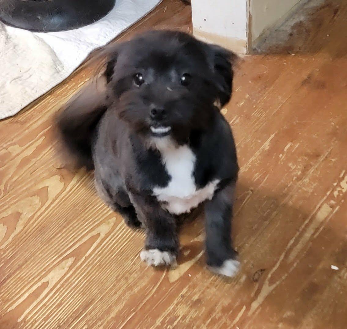 Enlarge Teddy, a ADOPTABLE mixed breed in Van Alstyne, TX image 3/6