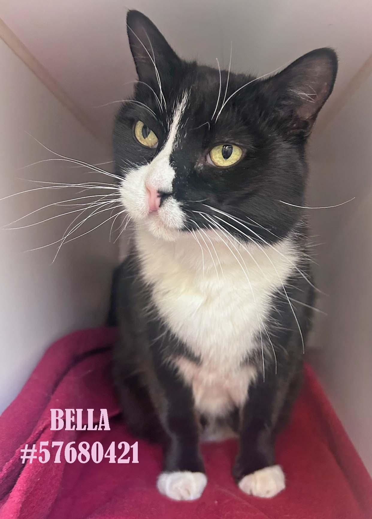 Enlarge Bella , a ADOPTABLE Tuxedo in Wilkes Barre, PA image 1/1