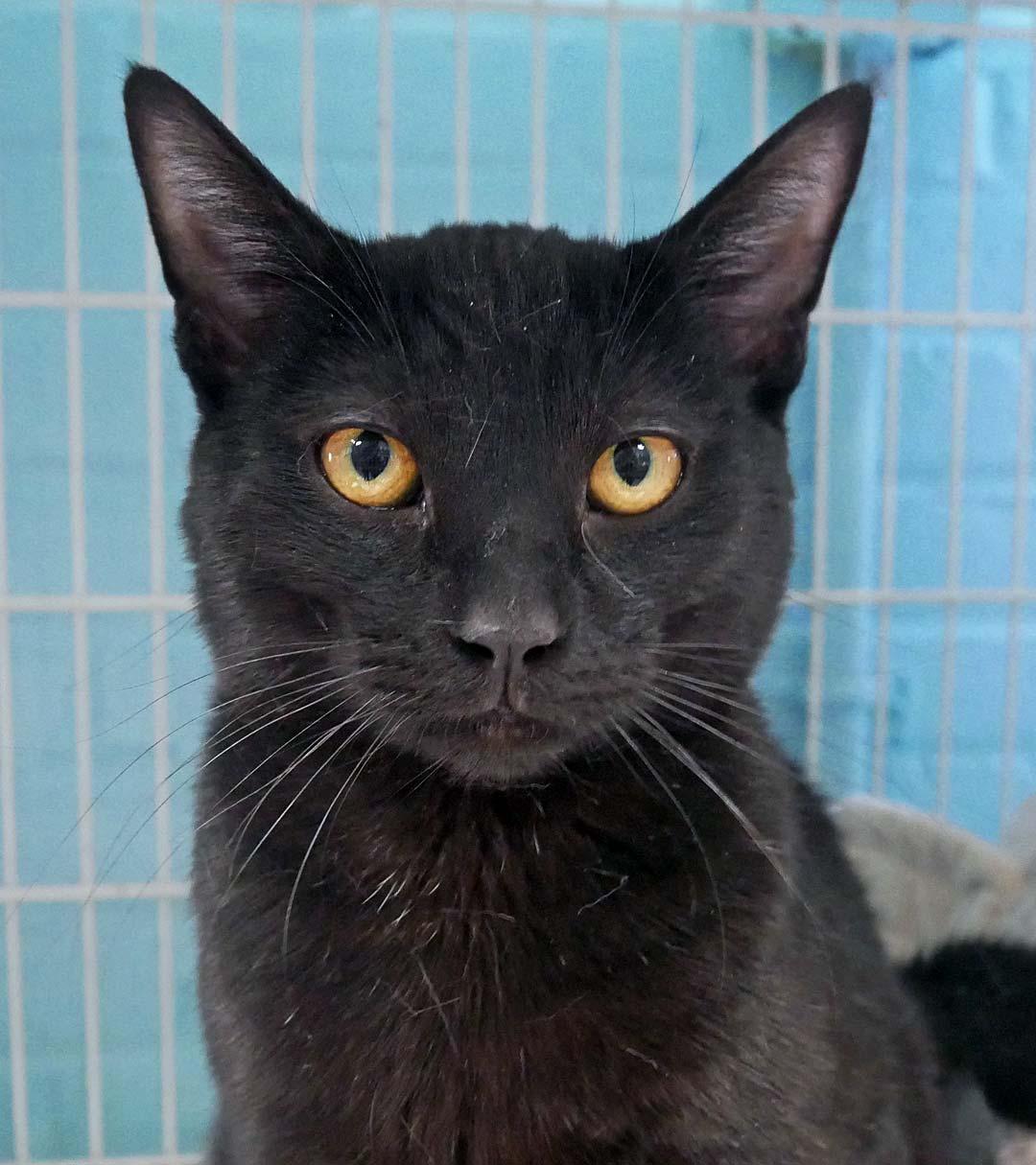 Ross, a ADOPTABLE mixed breed in Bloomingdale, NJ image 2/2