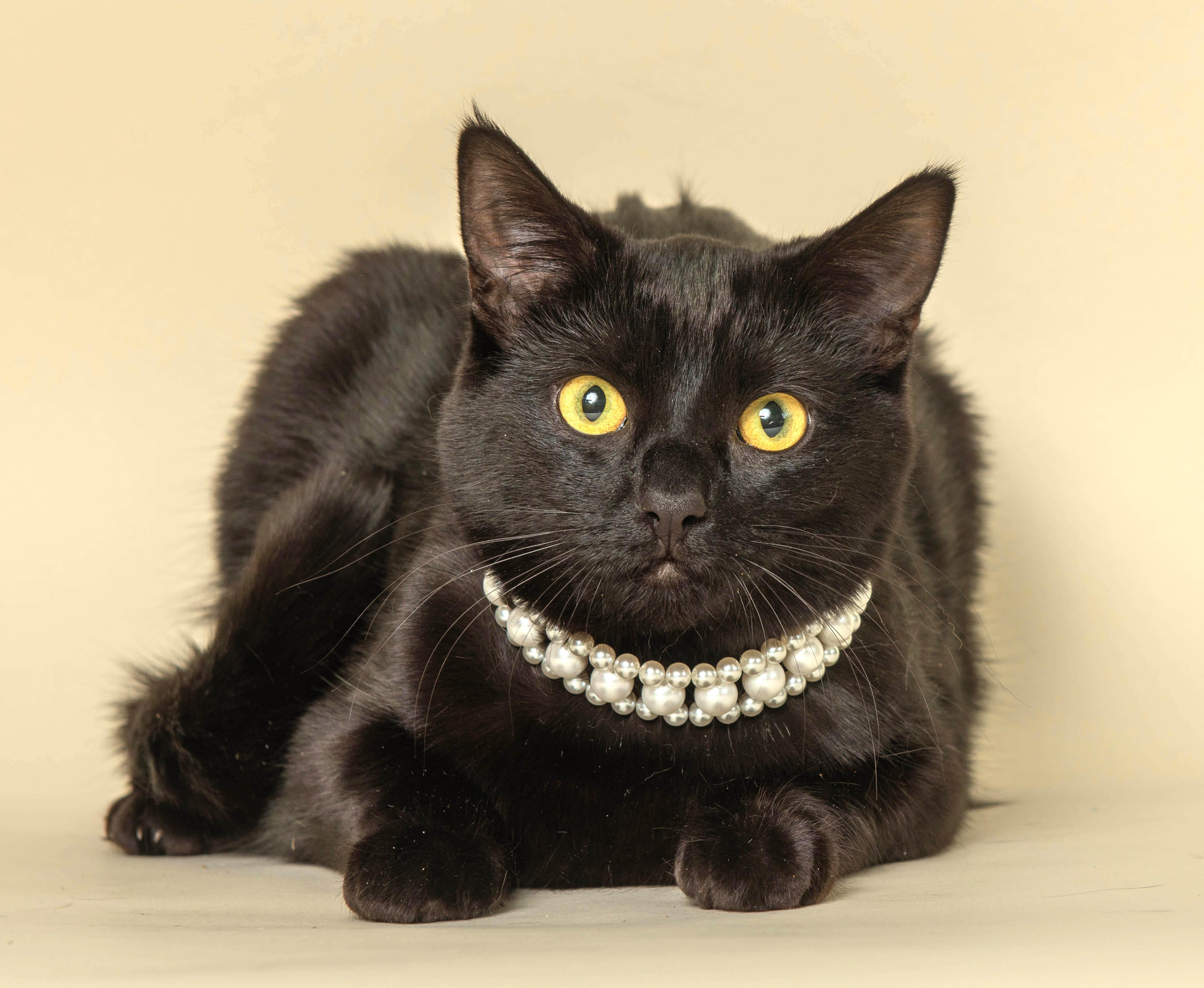 Enlarge HERMOINE GRANGER (Little love), a Adoptable Domestic Short Hair in Wyandotte, MI image 1/1