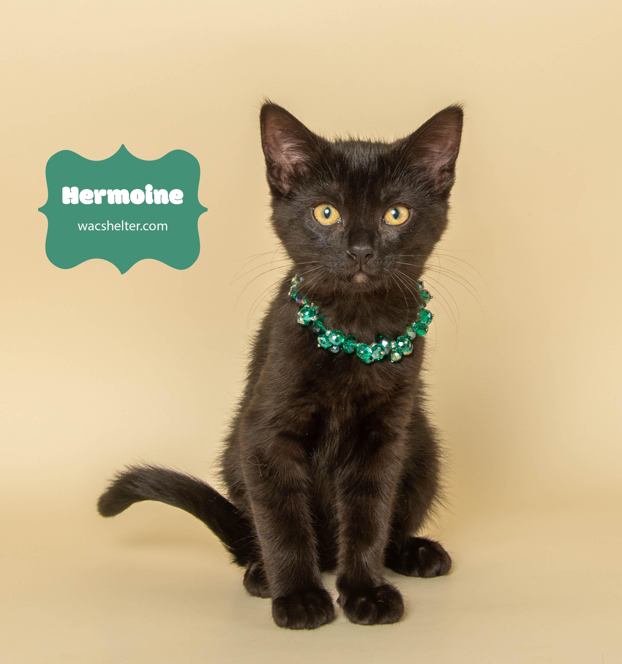 HERMOINE GRANGER (Little love), a Adoptable Domestic Short Hair in Wyandotte, MI image 1/2