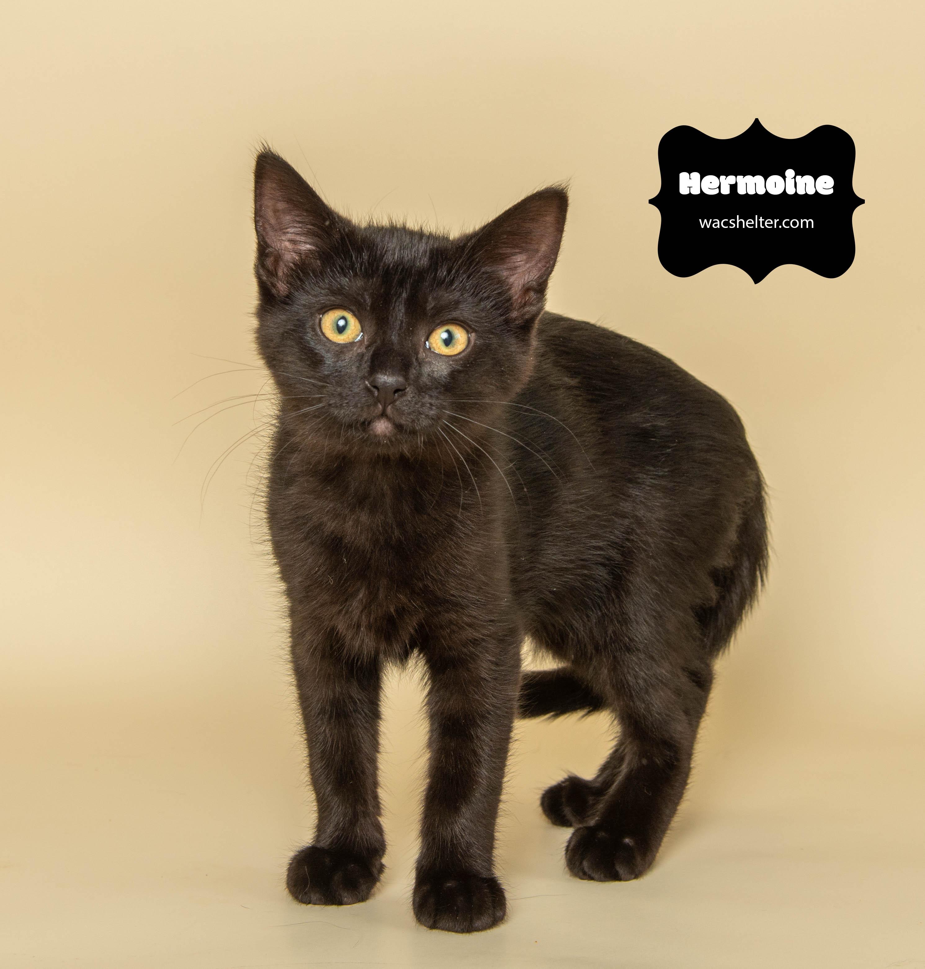 HERMOINE GRANGER (Little love), a Adoptable Domestic Short Hair in Wyandotte, MI image 2/2