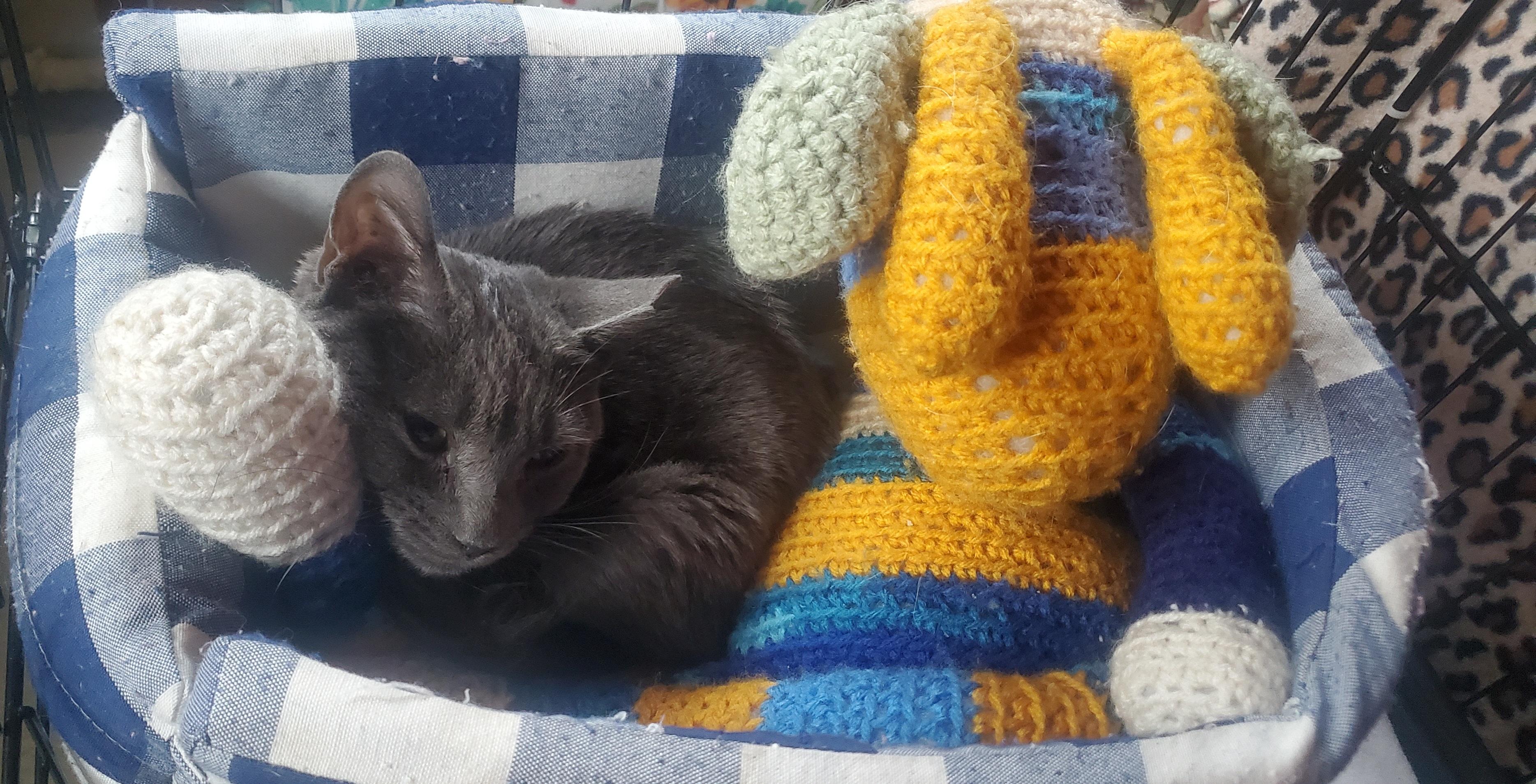 Greygory, Adopted, Kitten Male American Shorthair.