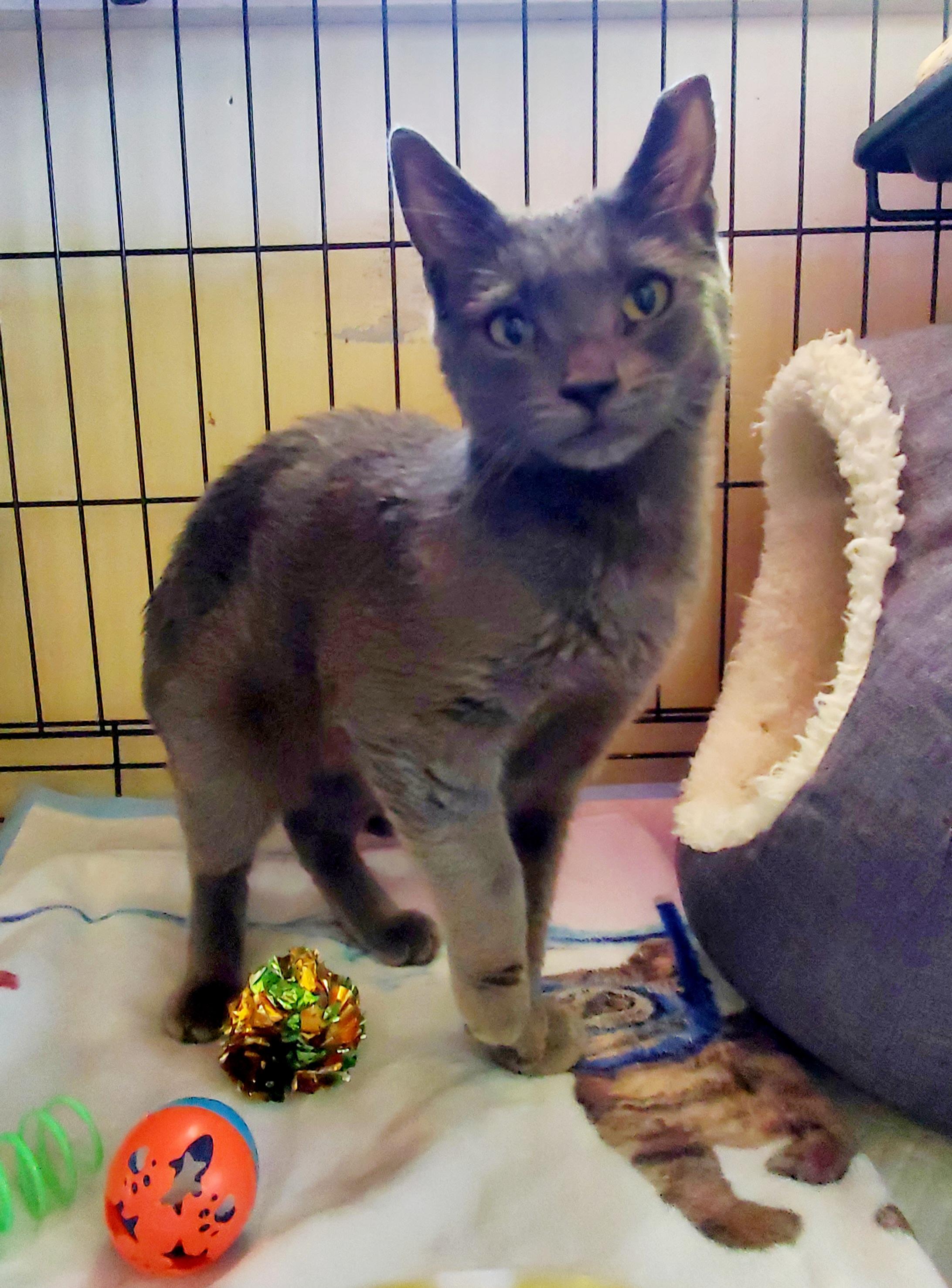 Greygory, Adopted, Kitten Male American Shorthair.