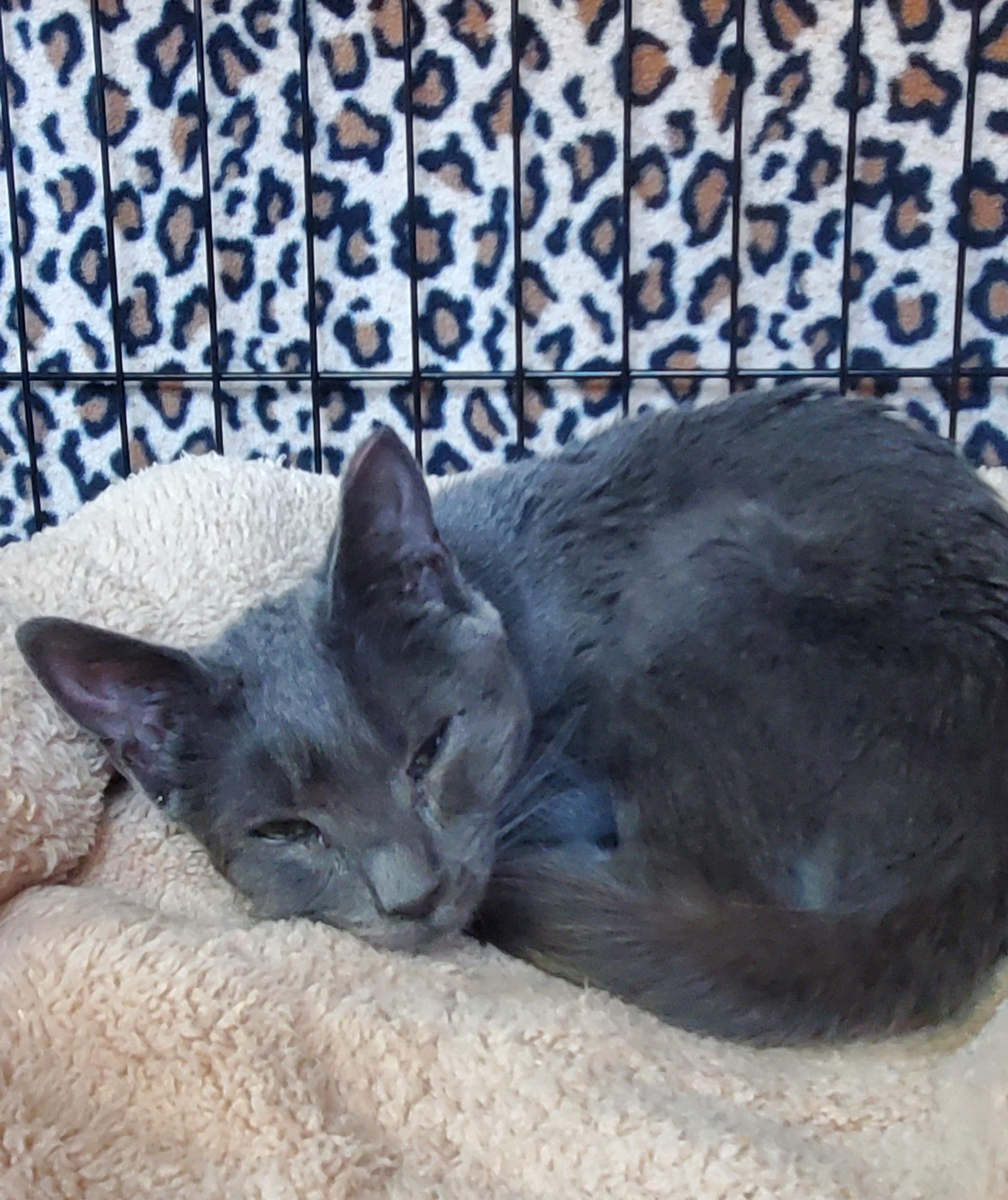 Greygory, Adopted, Kitten Male American Shorthair.