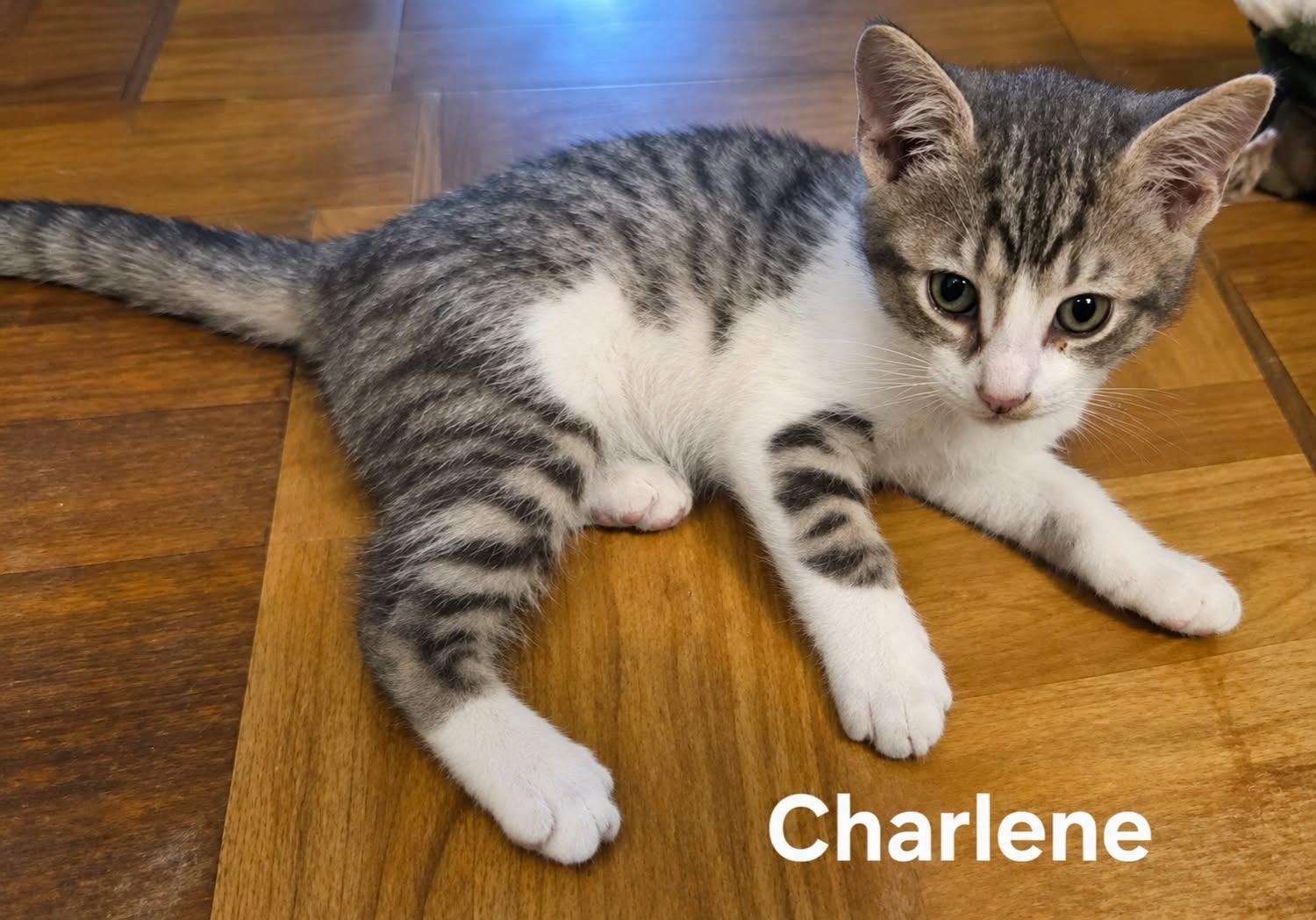 Enlarge Charlene, a Adoptable Domestic Short Hair in Chicopee, MA image 1/1