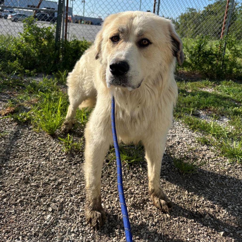 olivet, Adoptable, Adult Female Great Pyrenees.