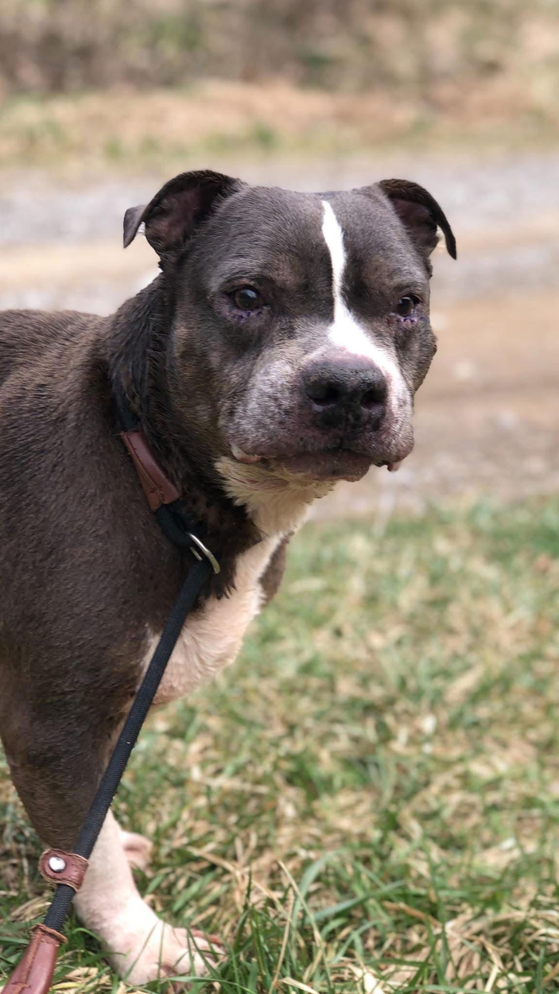 Enlarge Pooh Bear, a Adoptable Pit Bull Terrier in Elkins, WV image 1/3
