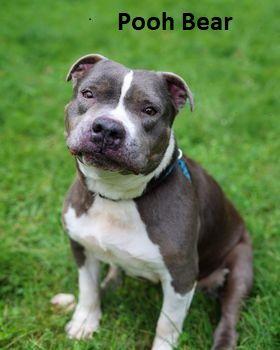 Enlarge Pooh Bear, a Adoptable Pit Bull Terrier in Elkins, WV image 2/3