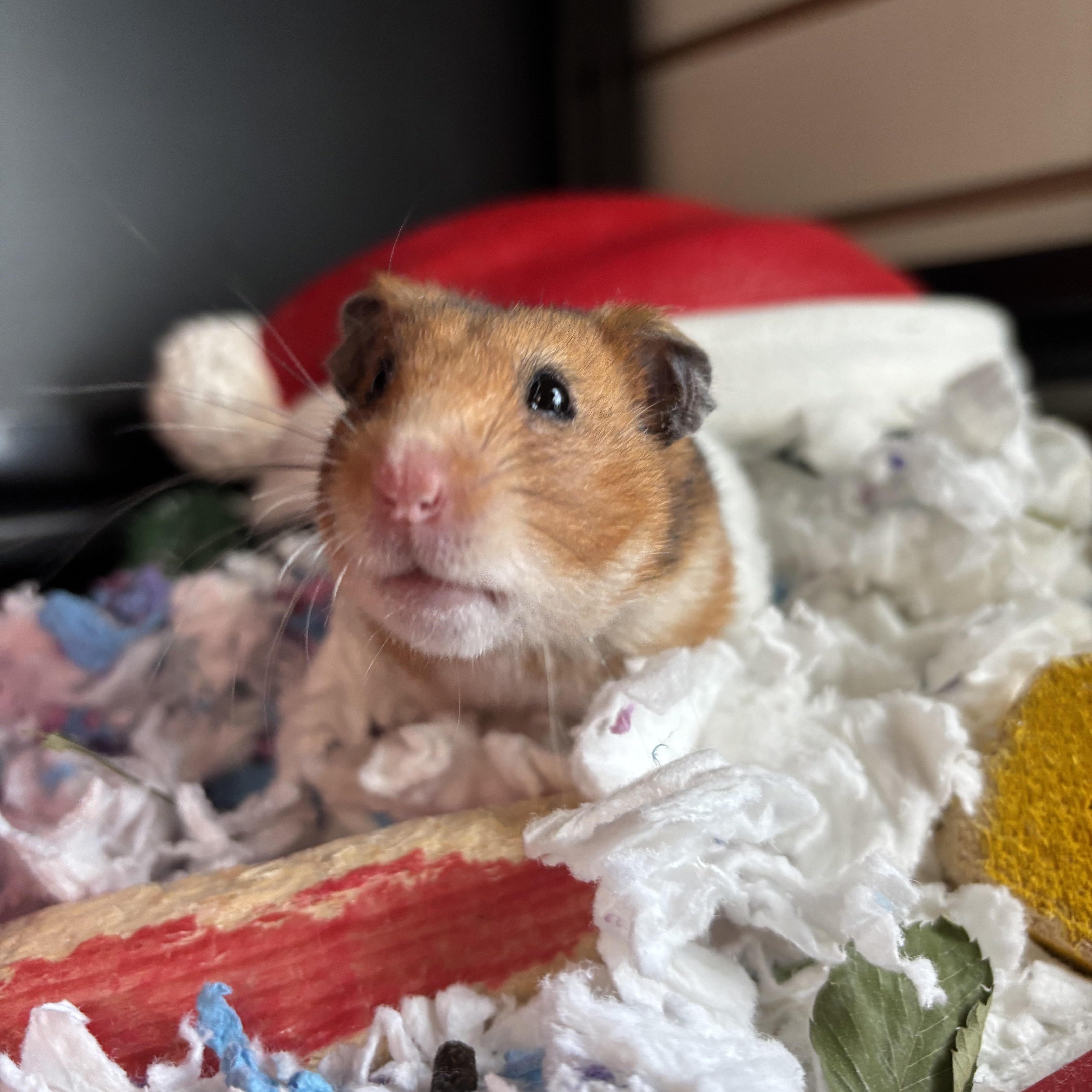 Enlarge Alexis, an adopted Hamster in Appleton, WI image 1/3