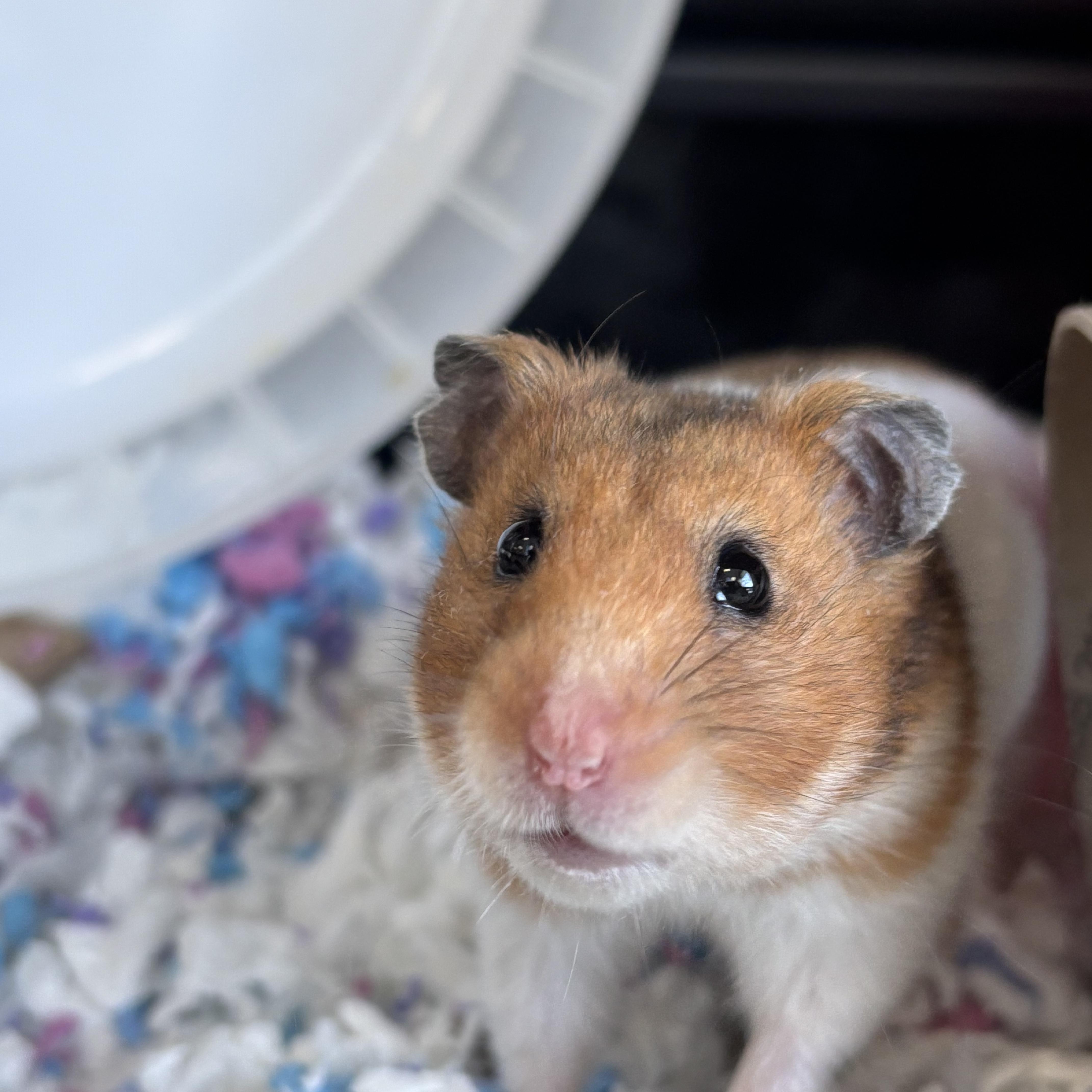 Enlarge Alexis, an adopted Hamster in Appleton, WI image 2/3