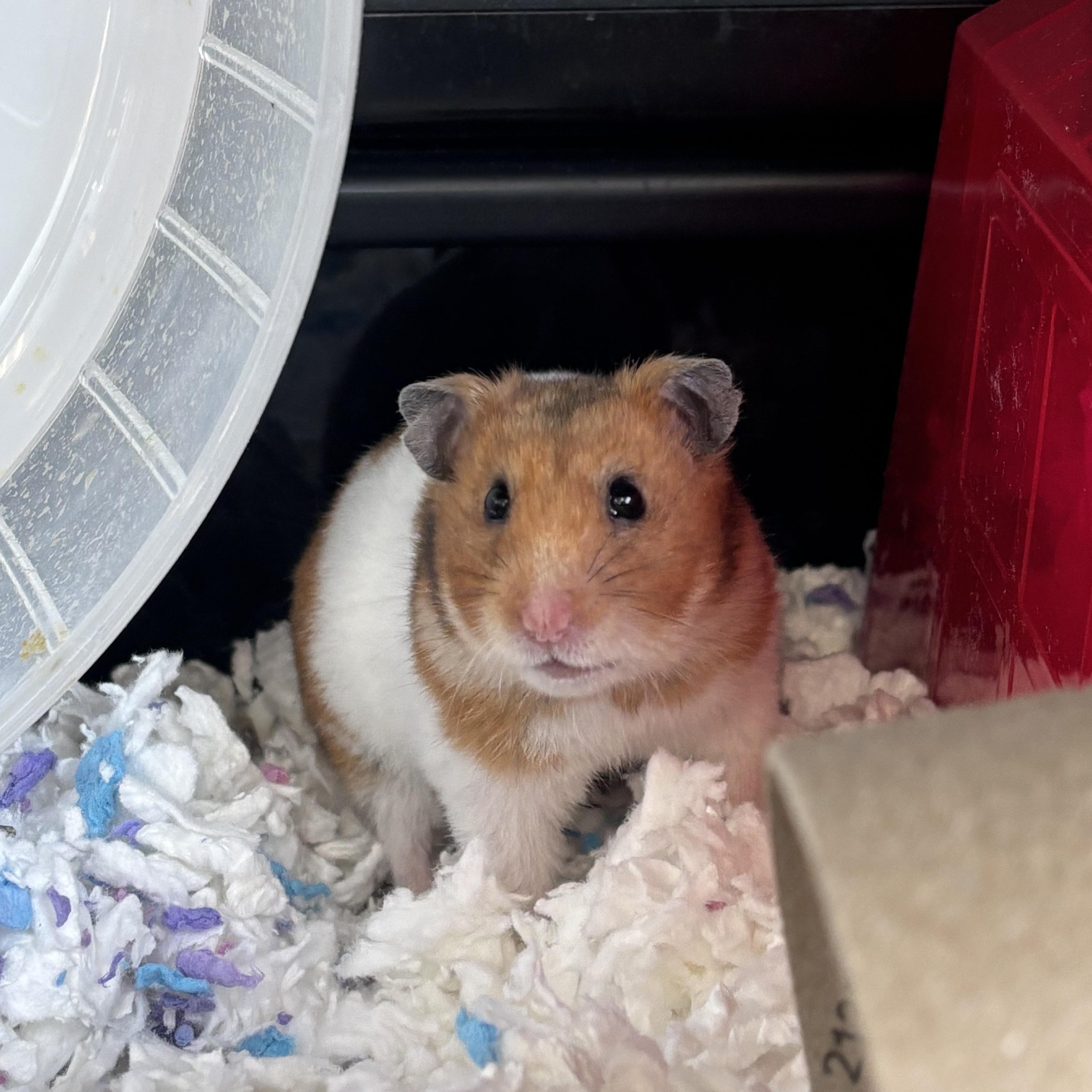 Enlarge Alexis, an adopted Hamster in Appleton, WI image 3/3