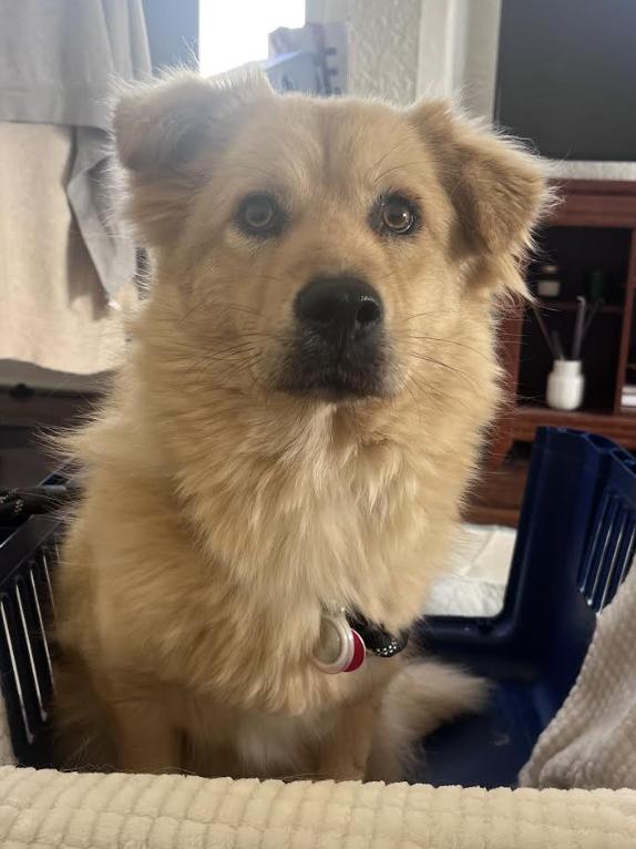 STARDUST Jindo Dog