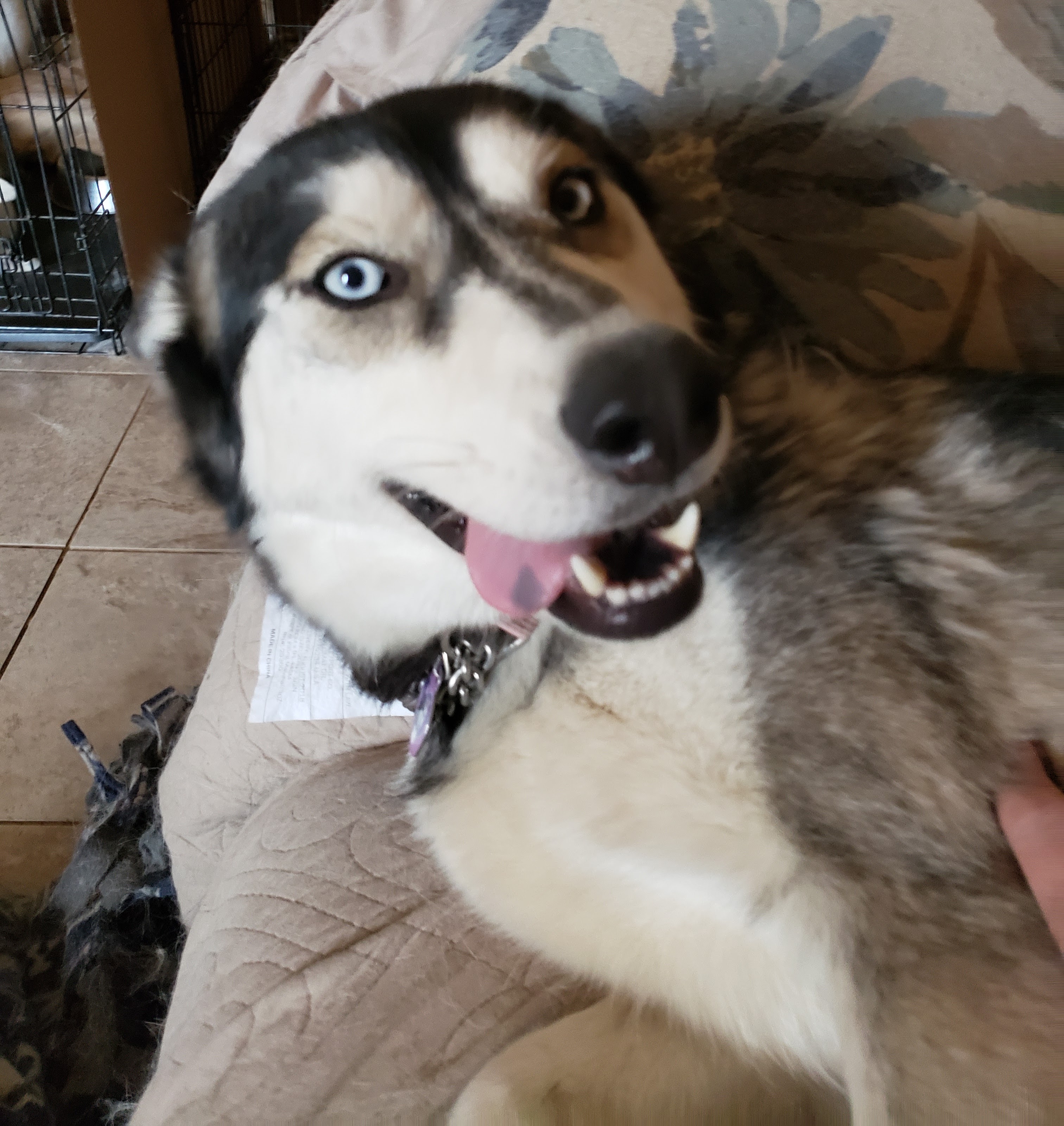 Enlarge Roxy, a Adopted Siberian Husky in Phoenix, AZ image 1/1