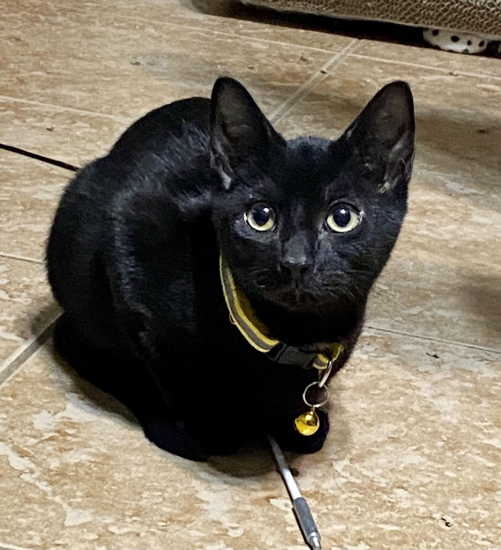 NEWTON, a Adoptable mixed breed in Cypress, TX image 1/3