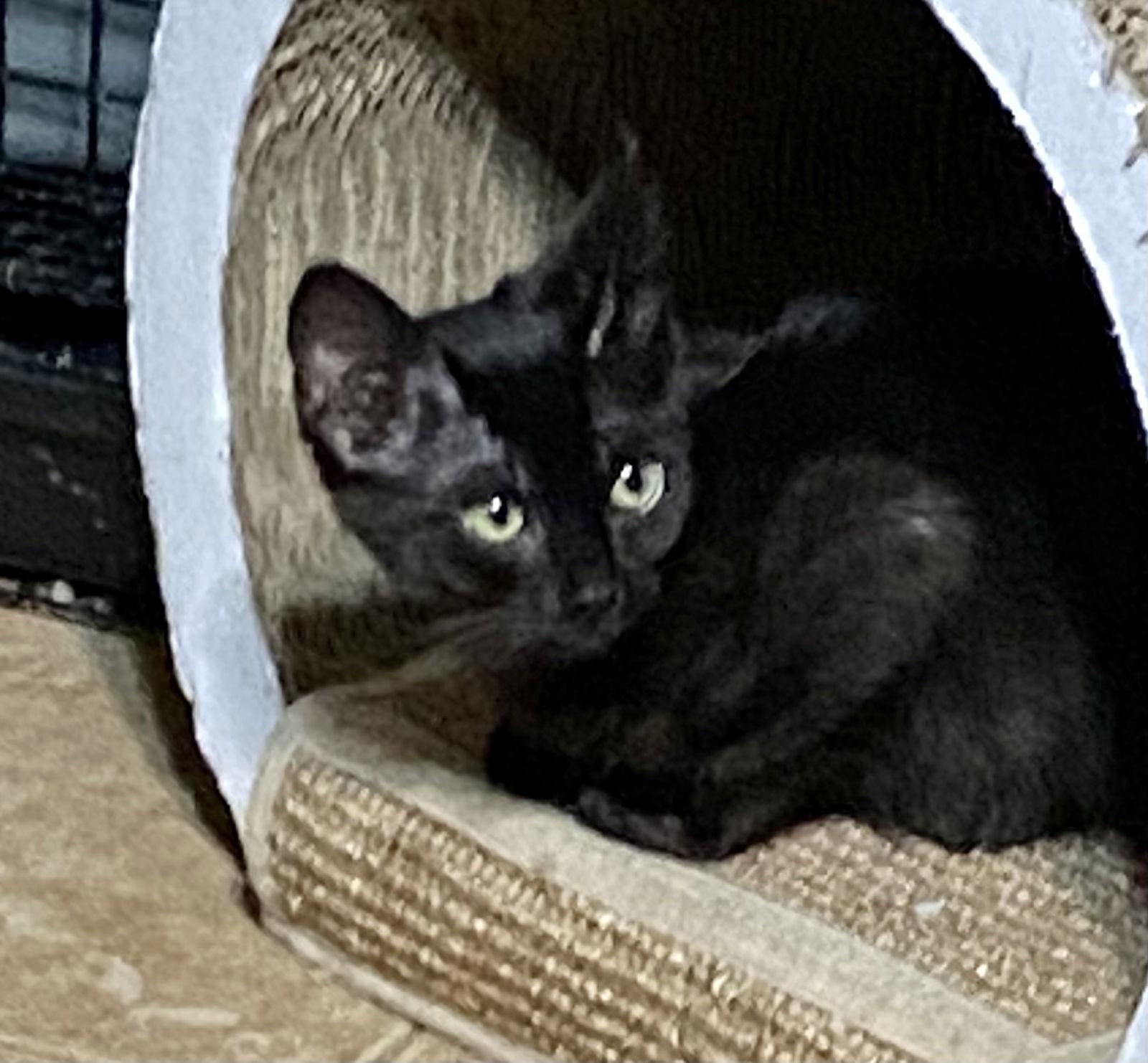 NEWTON, a Adoptable mixed breed in Cypress, TX image 2/3