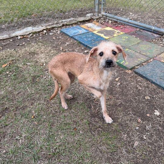 Claus, Adoptable, Young Male Terrier.