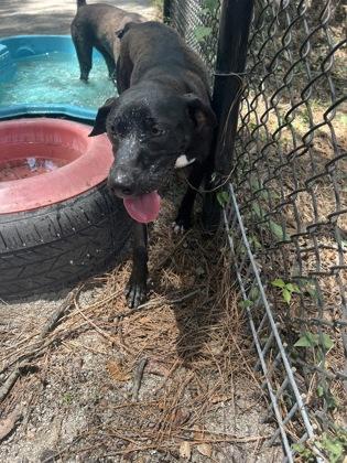 Historia, ADOPTABLE, Young Female Mixed Breed.