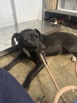 Enlarge Historia, a ADOPTABLE Mixed Breed in Georgetown, SC image 1/1