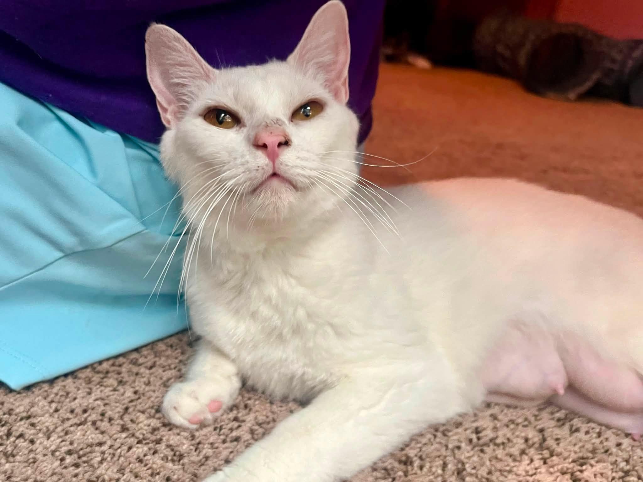 Enlarge Eloise, a Adopted American Shorthair in Elkland, PA image 3/4