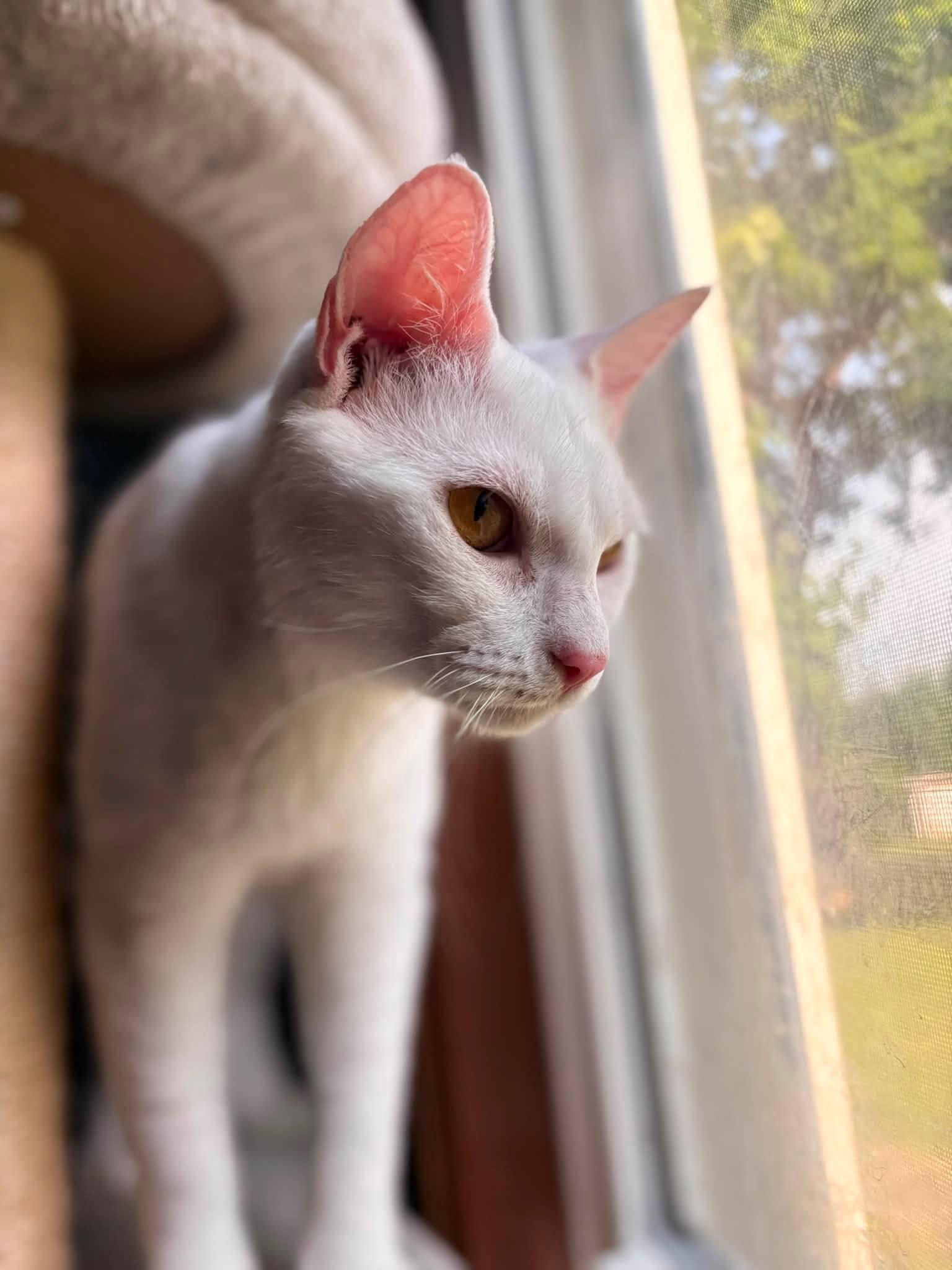 Enlarge Eloise, a Adopted American Shorthair in Elkland, PA image 2/4