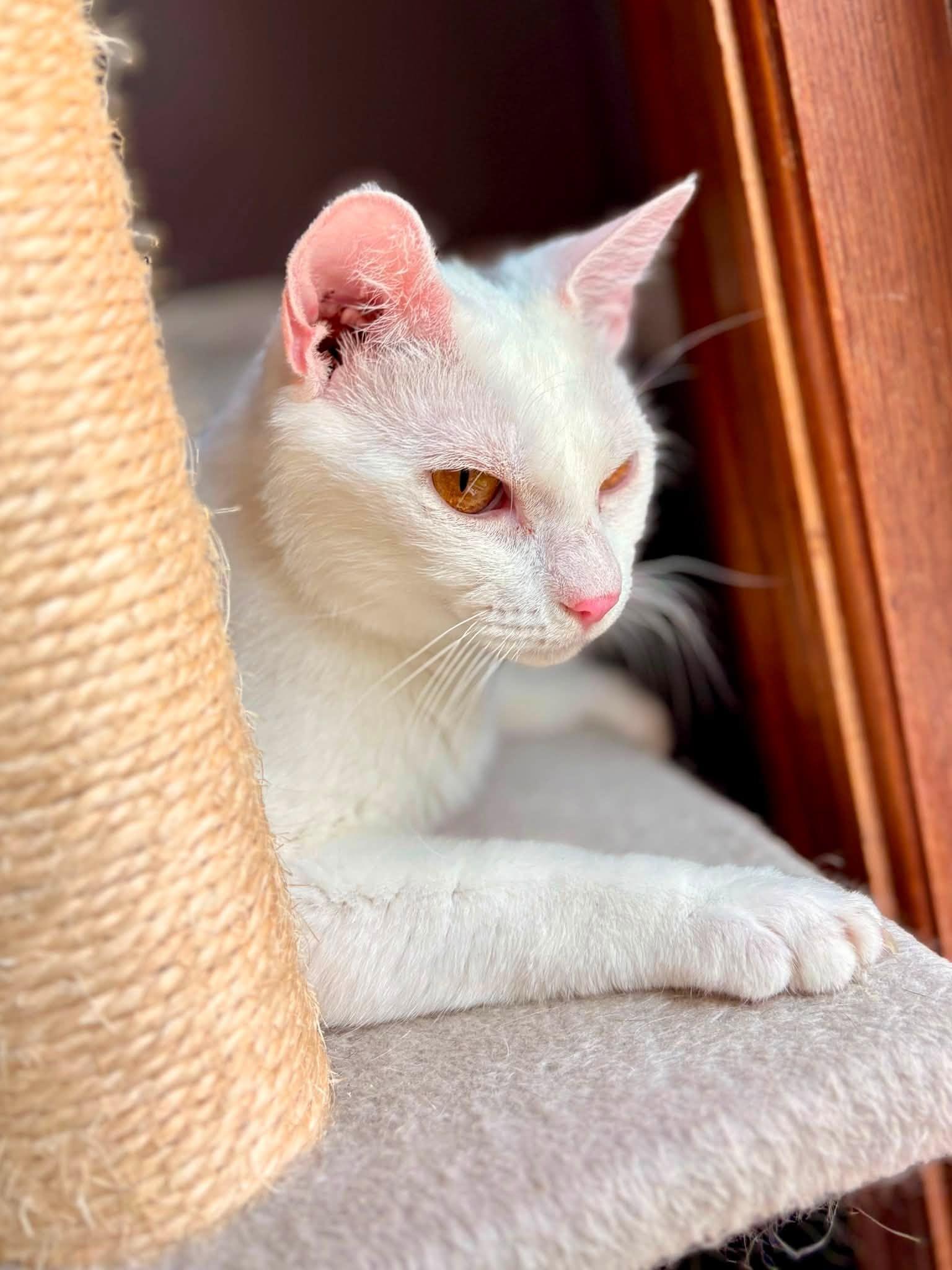 Enlarge Eloise, a Adopted American Shorthair in Elkland, PA image 1/4