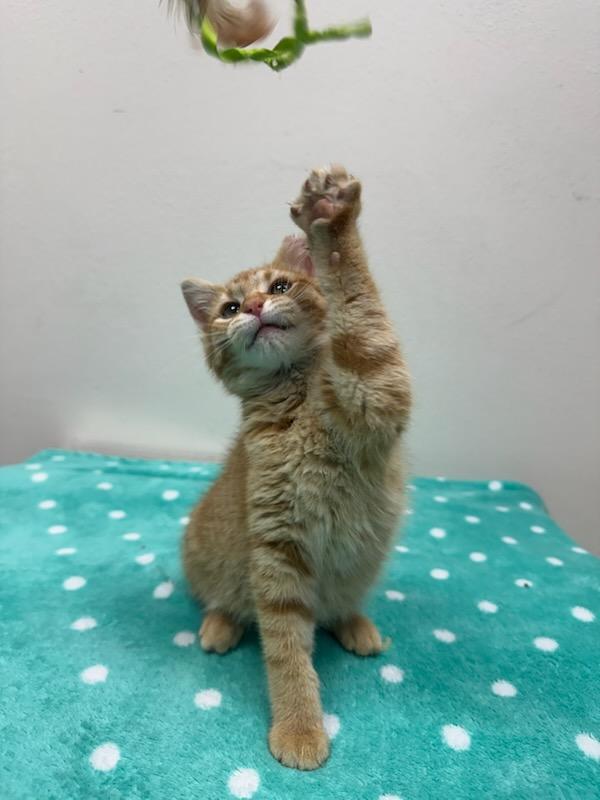 #705 - Jekyll, ADOPTABLE, Young Male Domestic Short Hair.